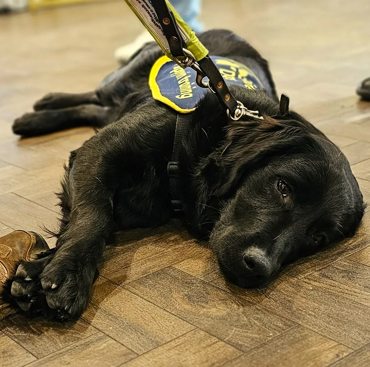 GUIDE DOGS BRING JOY