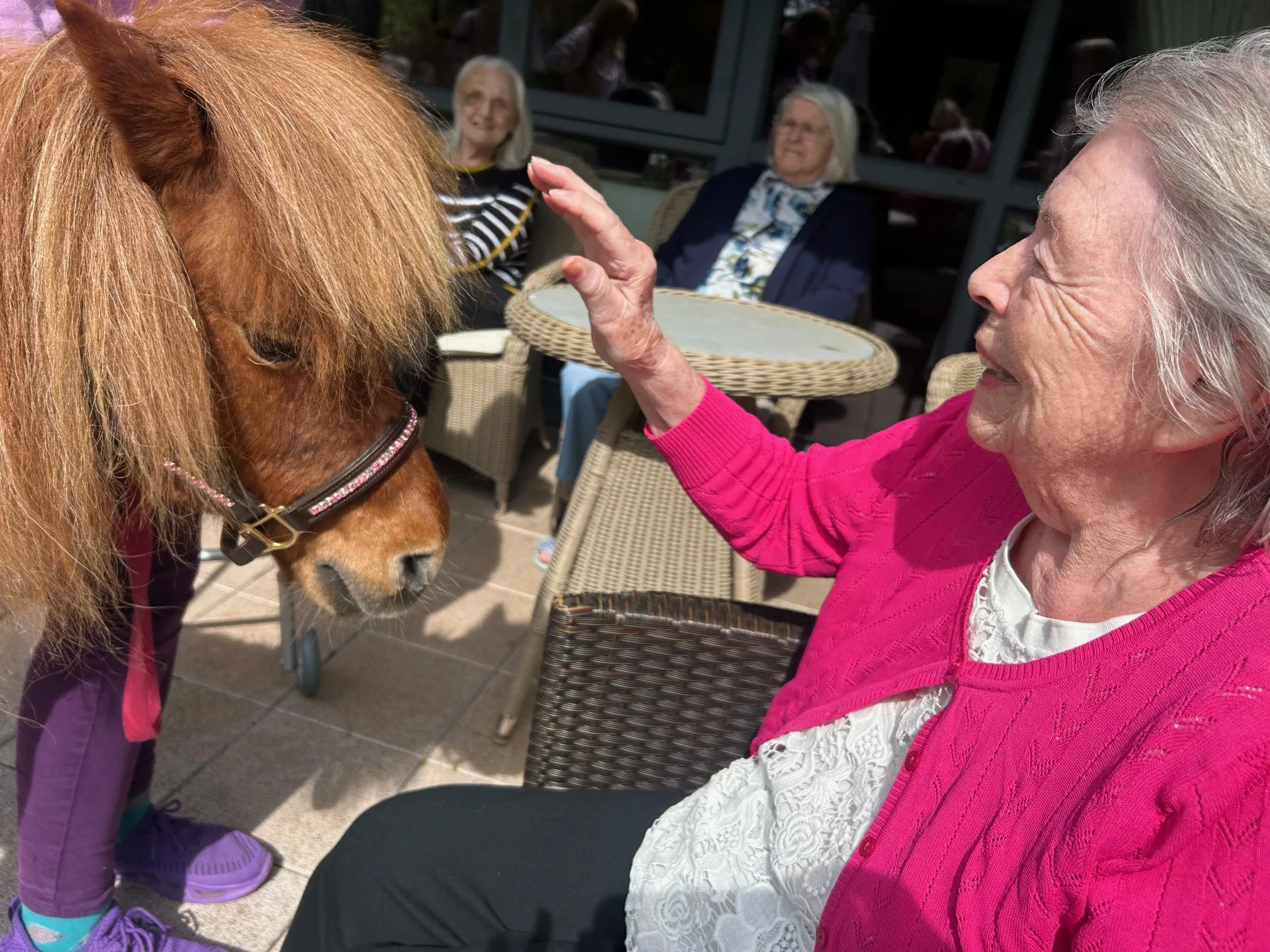 Pet a Pony