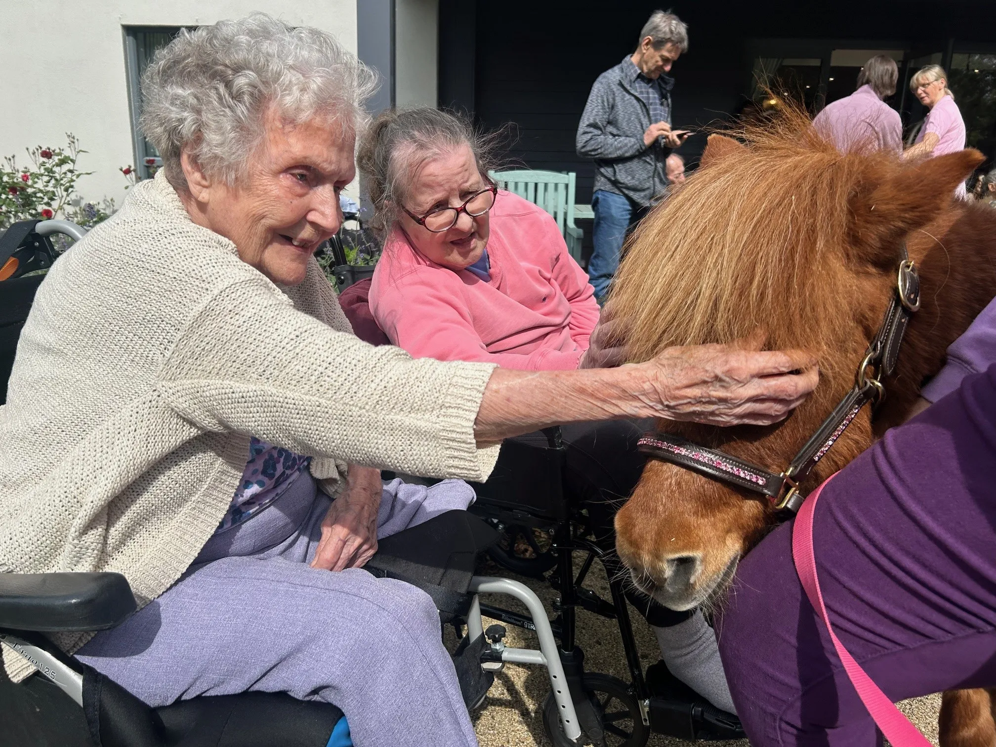 Pet a Pony