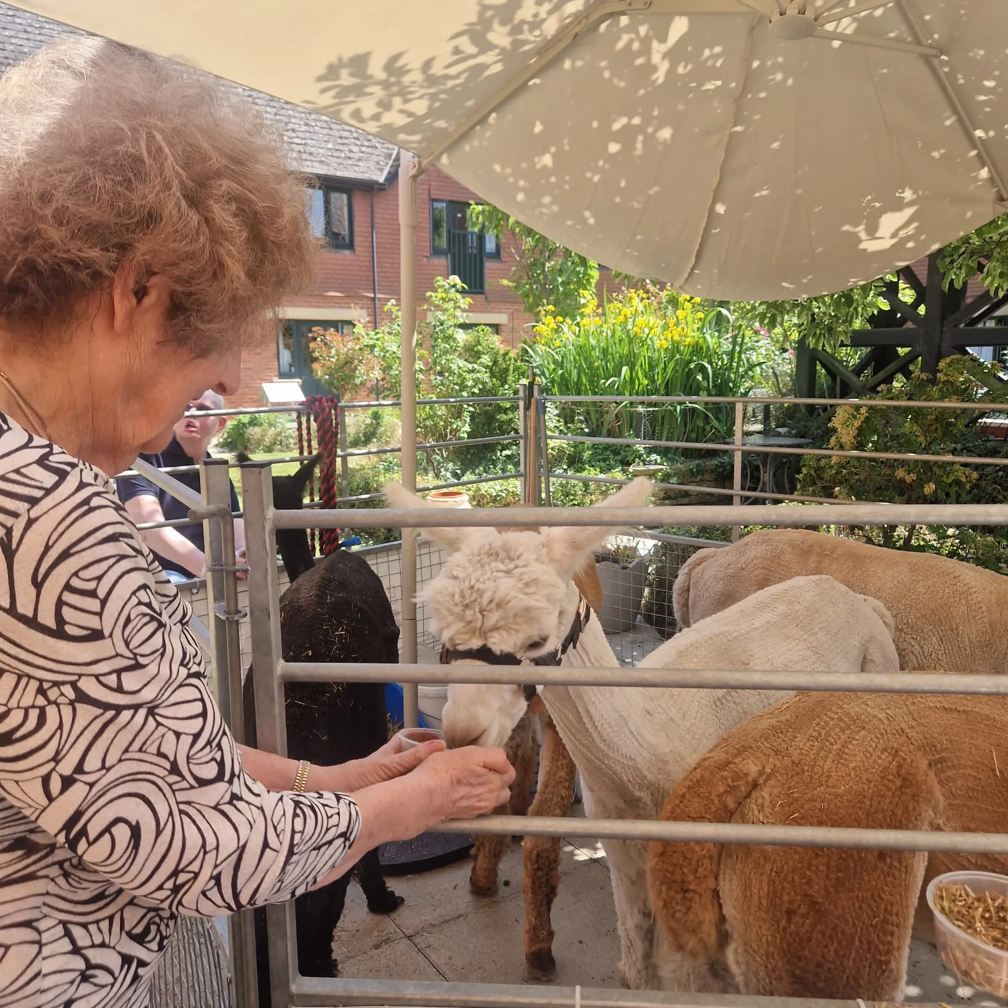 A Wonderful Alpaca Visit from Gorefield Alpacas