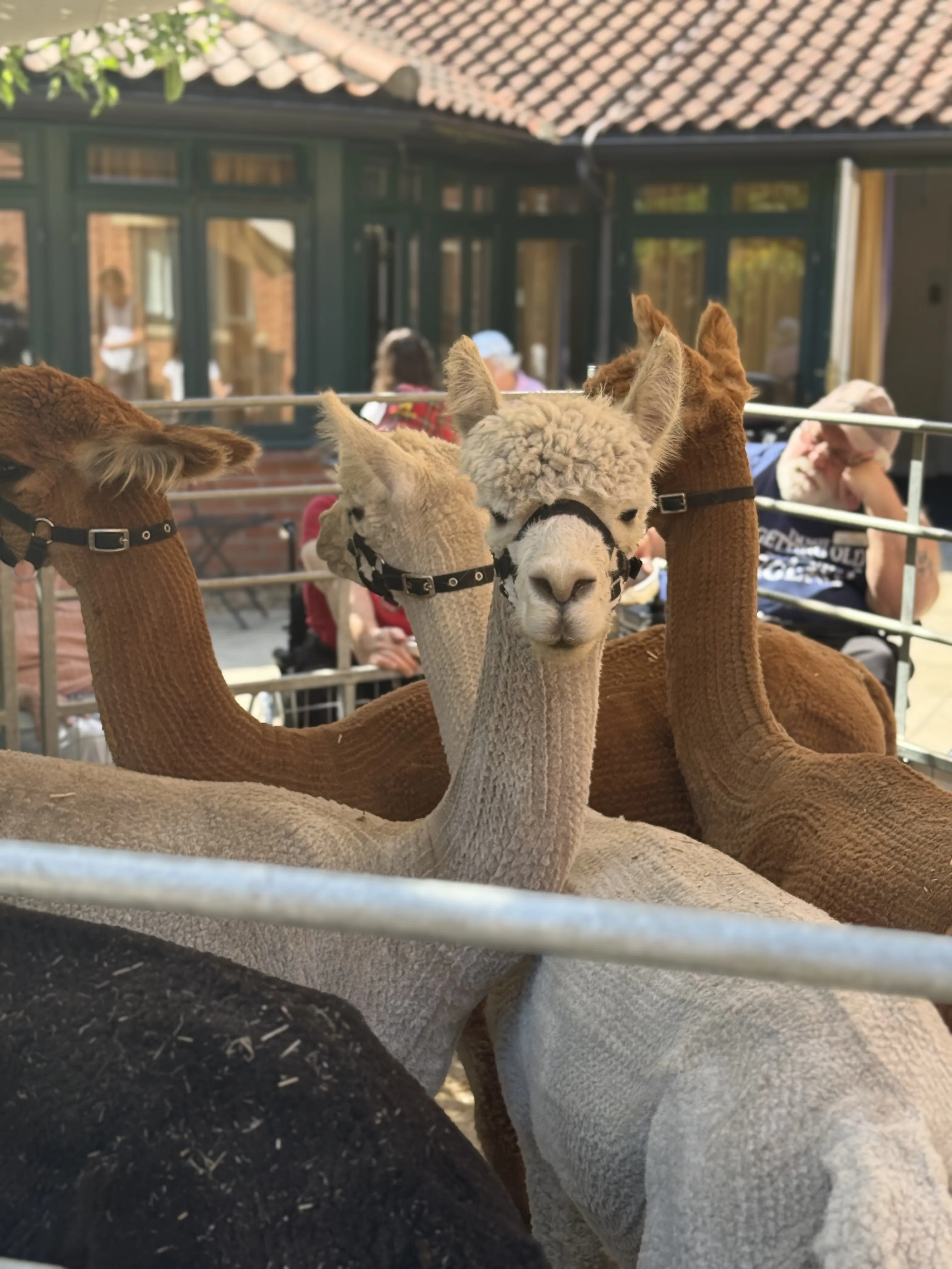 A Wonderful Alpaca Visit from Gorefield Alpacas