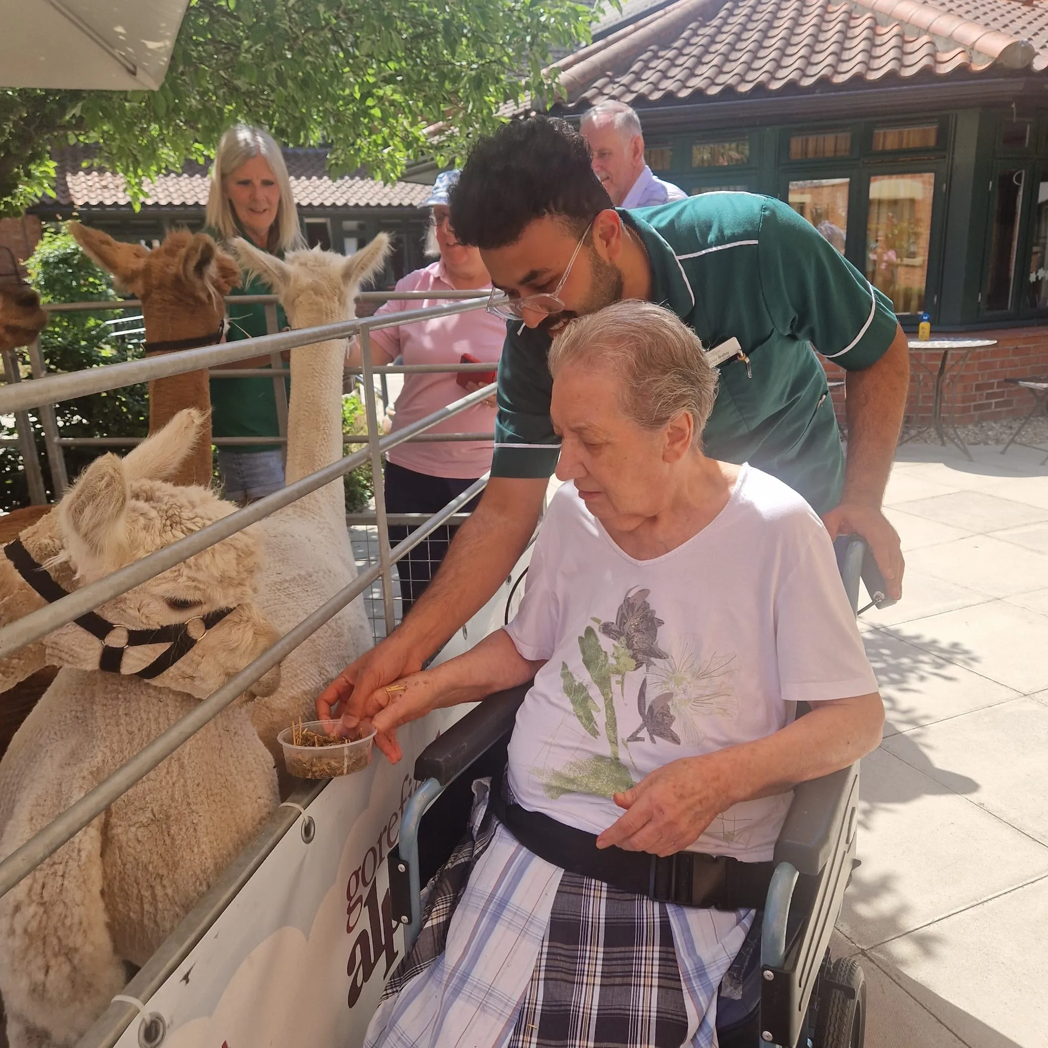 A Wonderful Alpaca Visit from Gorefield Alpacas