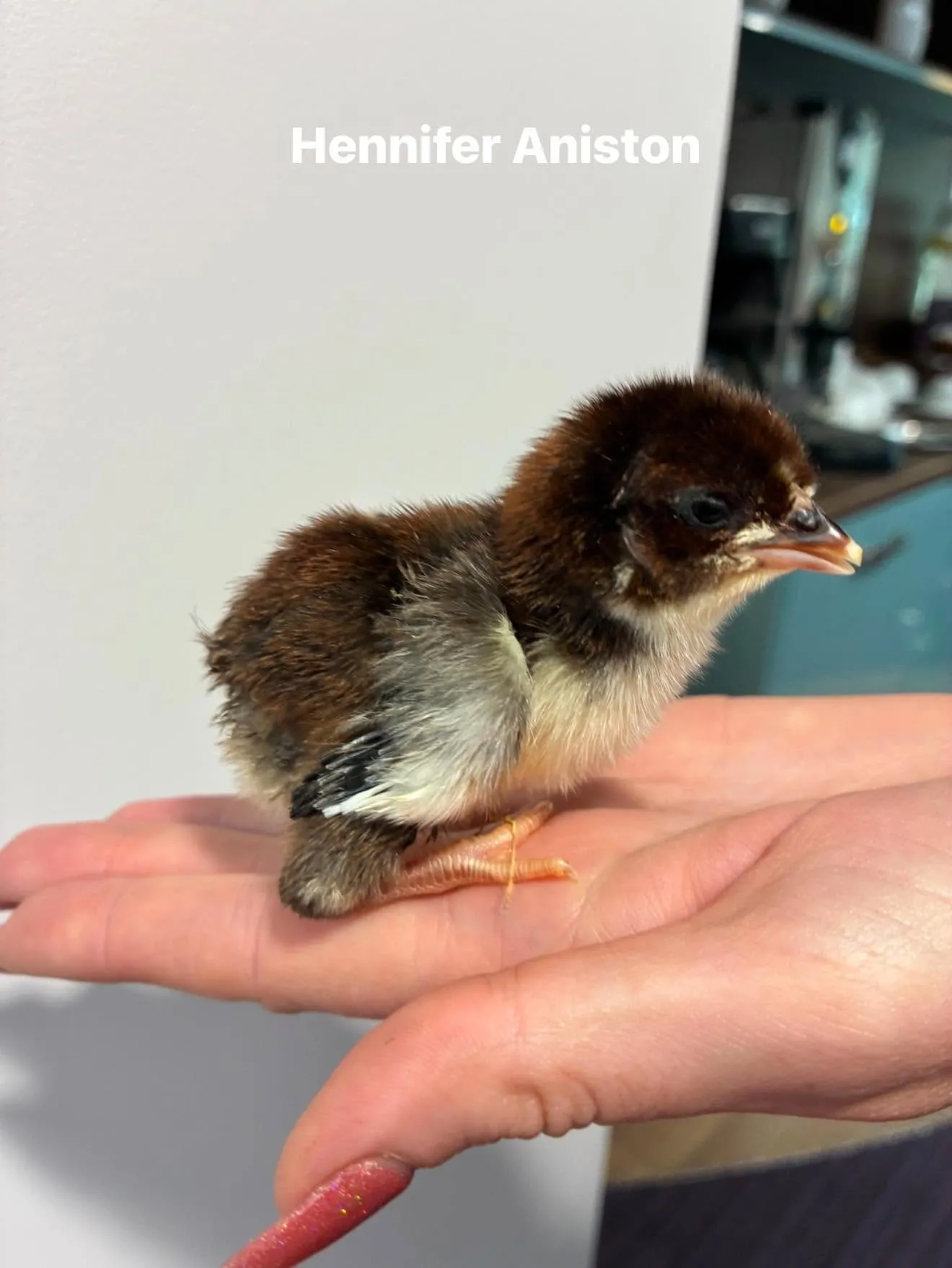Chicks! 