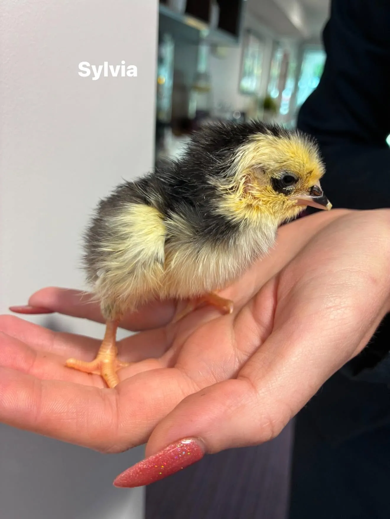 Chicks! 