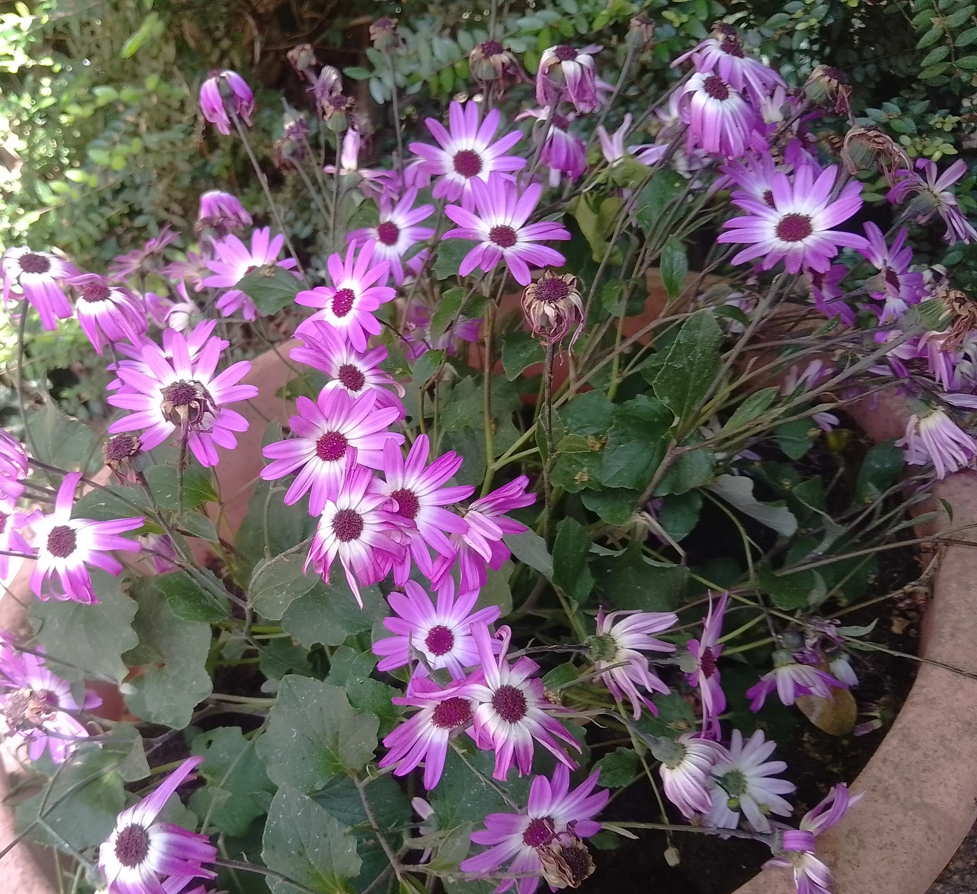 A wonderful flower show 