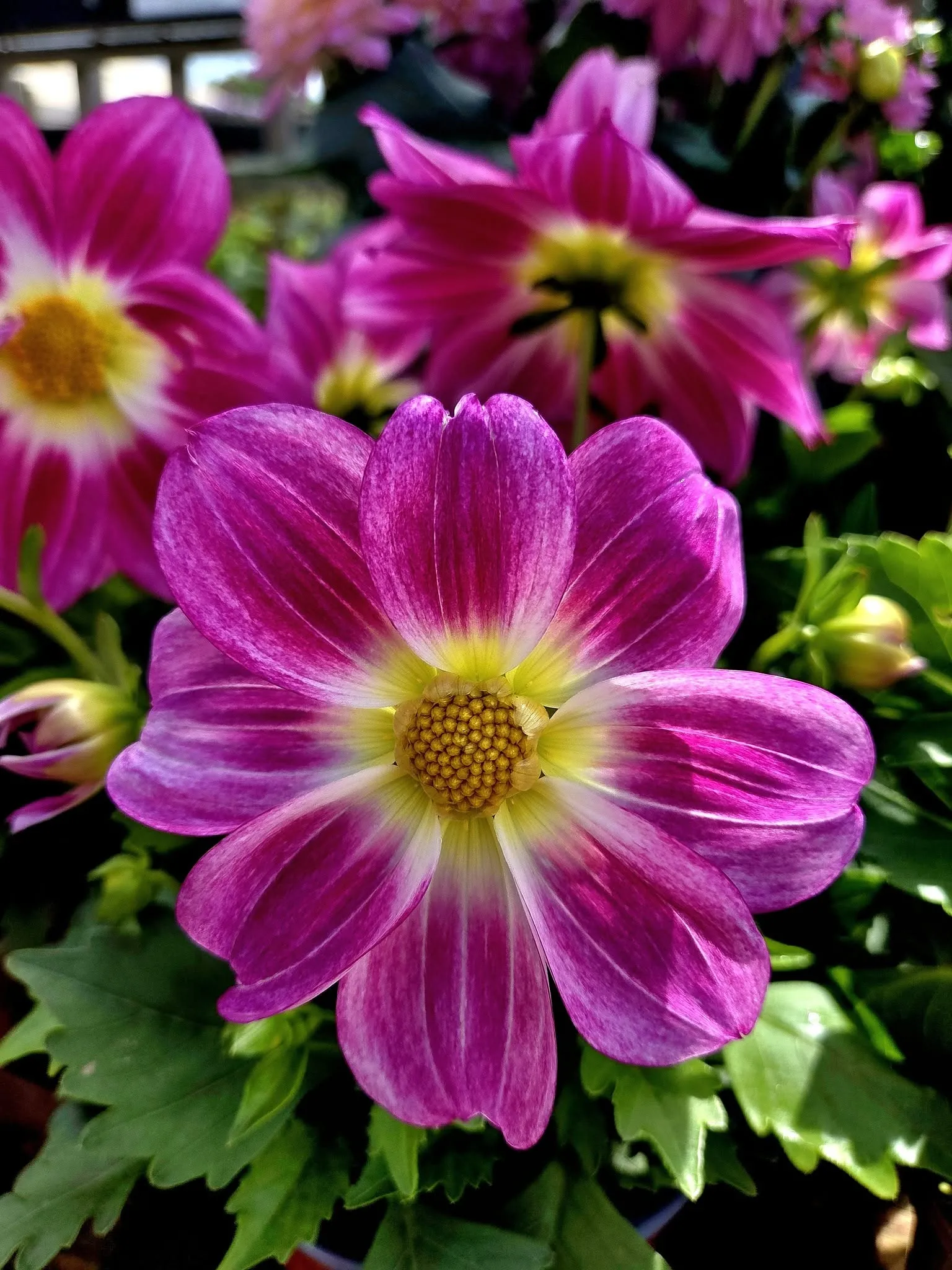 Elton Garden Centre - Chelsea Flower Show