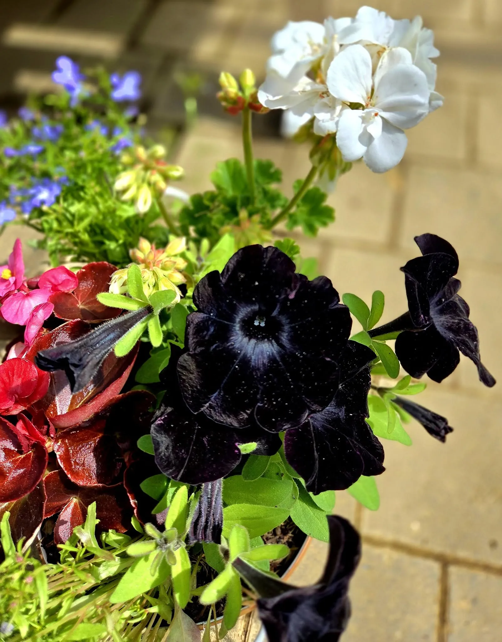 Elton Garden Centre - Chelsea Flower Show