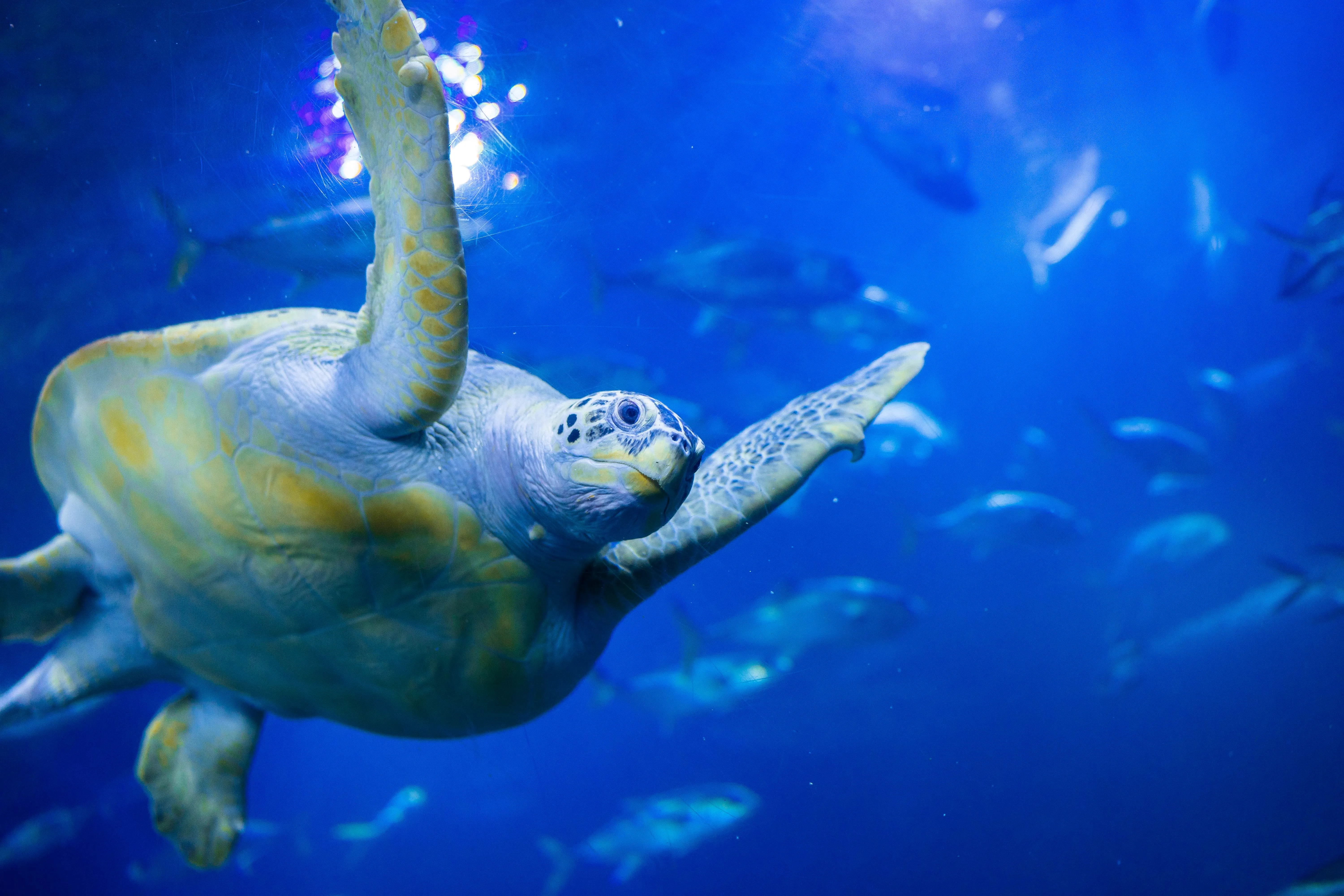 Diving into the blue 