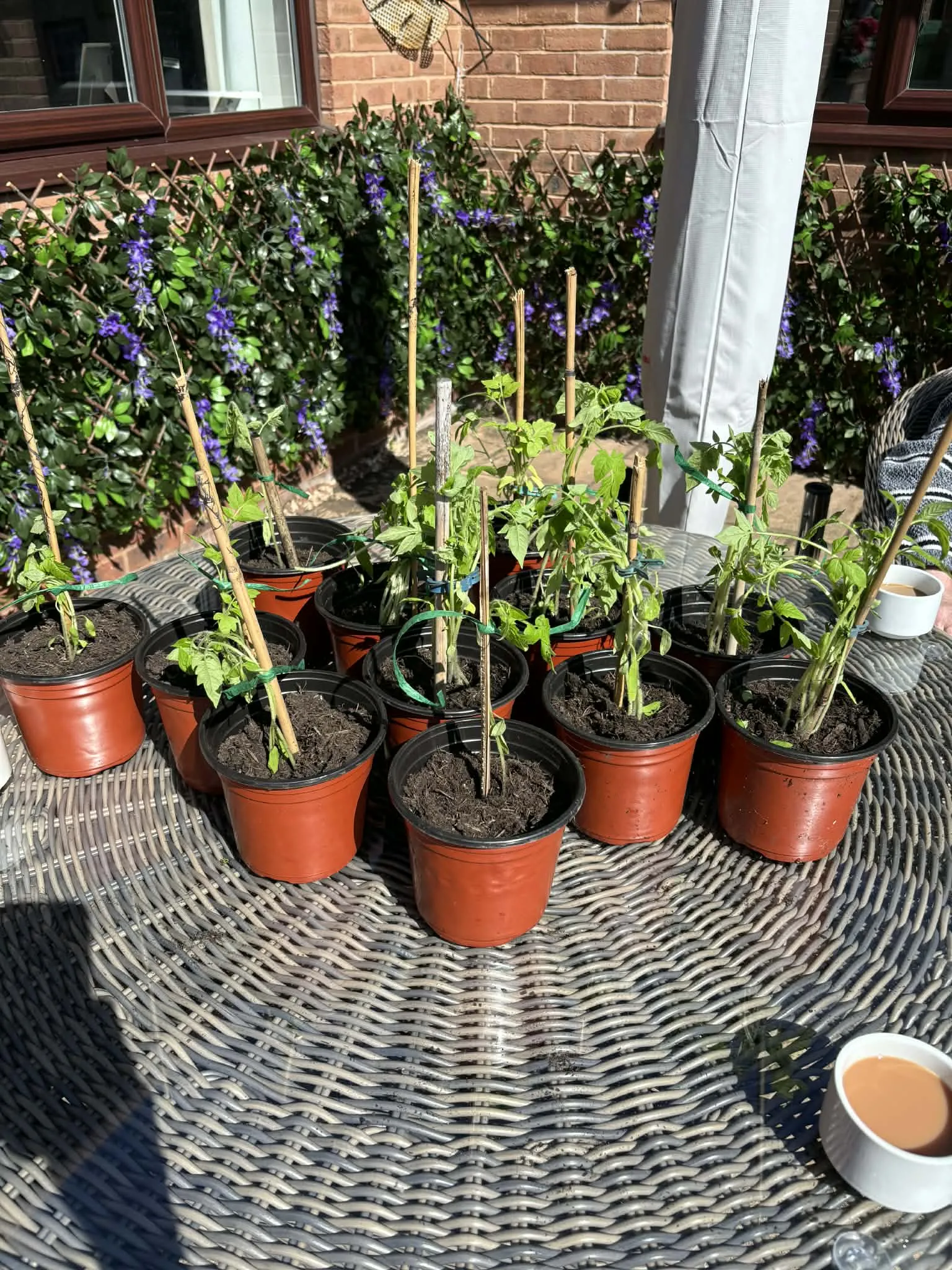 Garden project