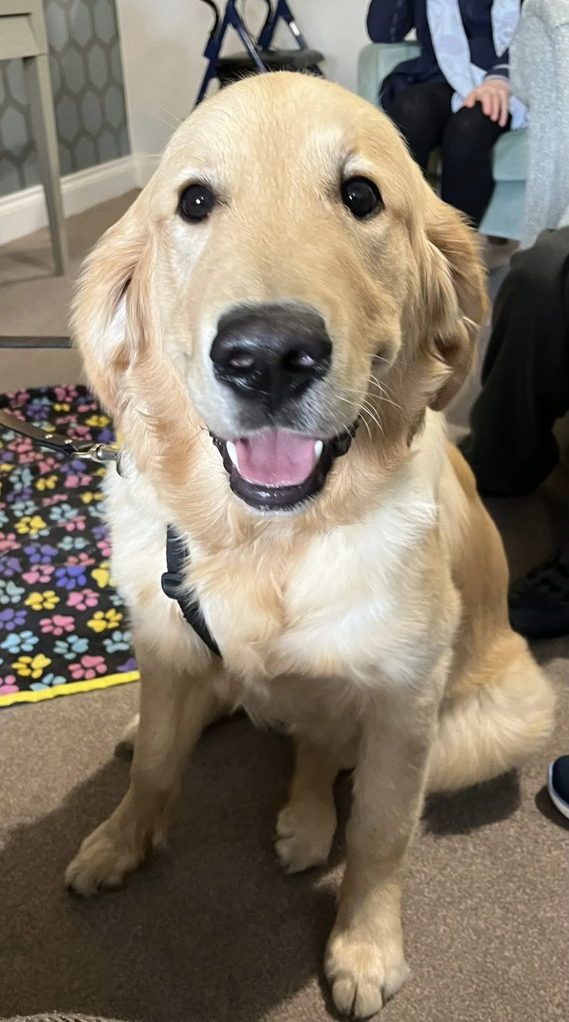 Guide dogs talk