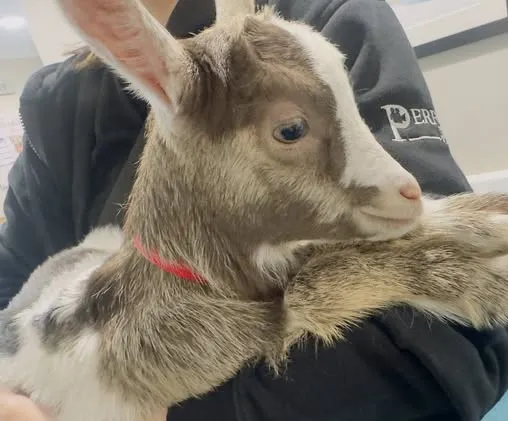 Animal therapy