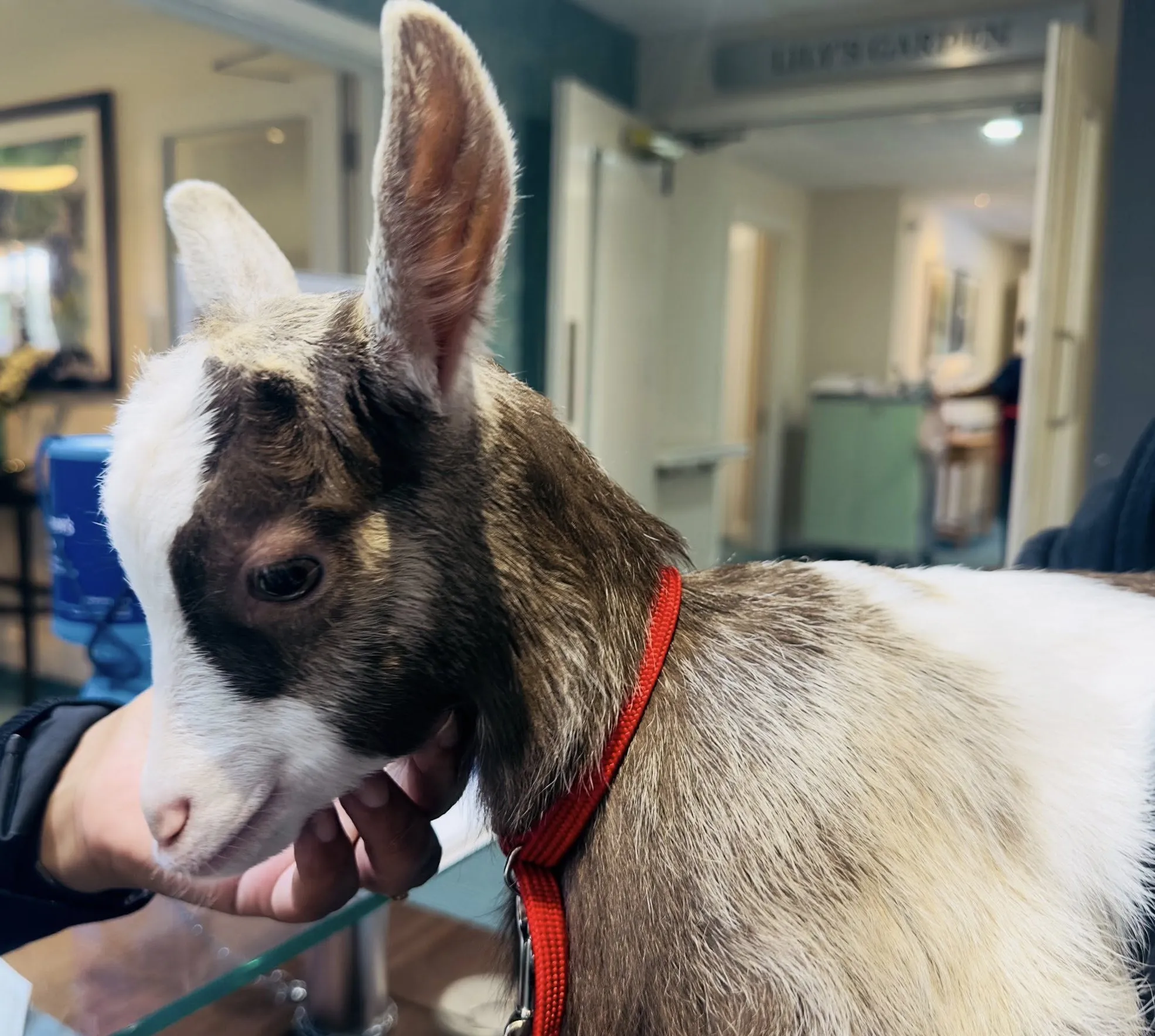 Animal therapy
