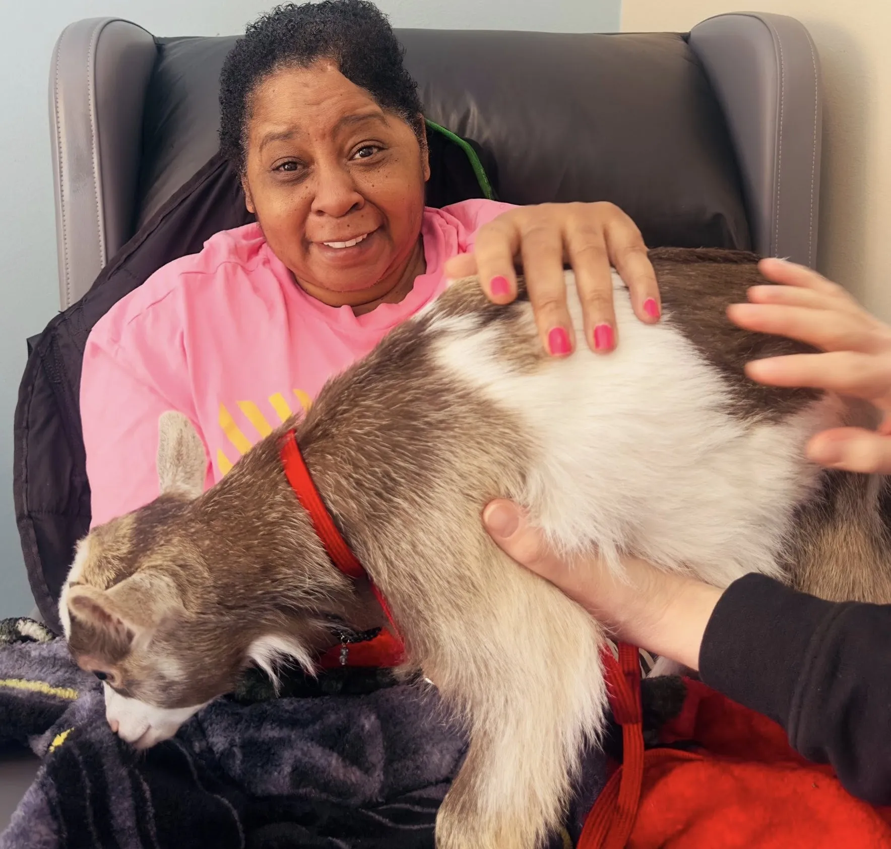 Animal therapy