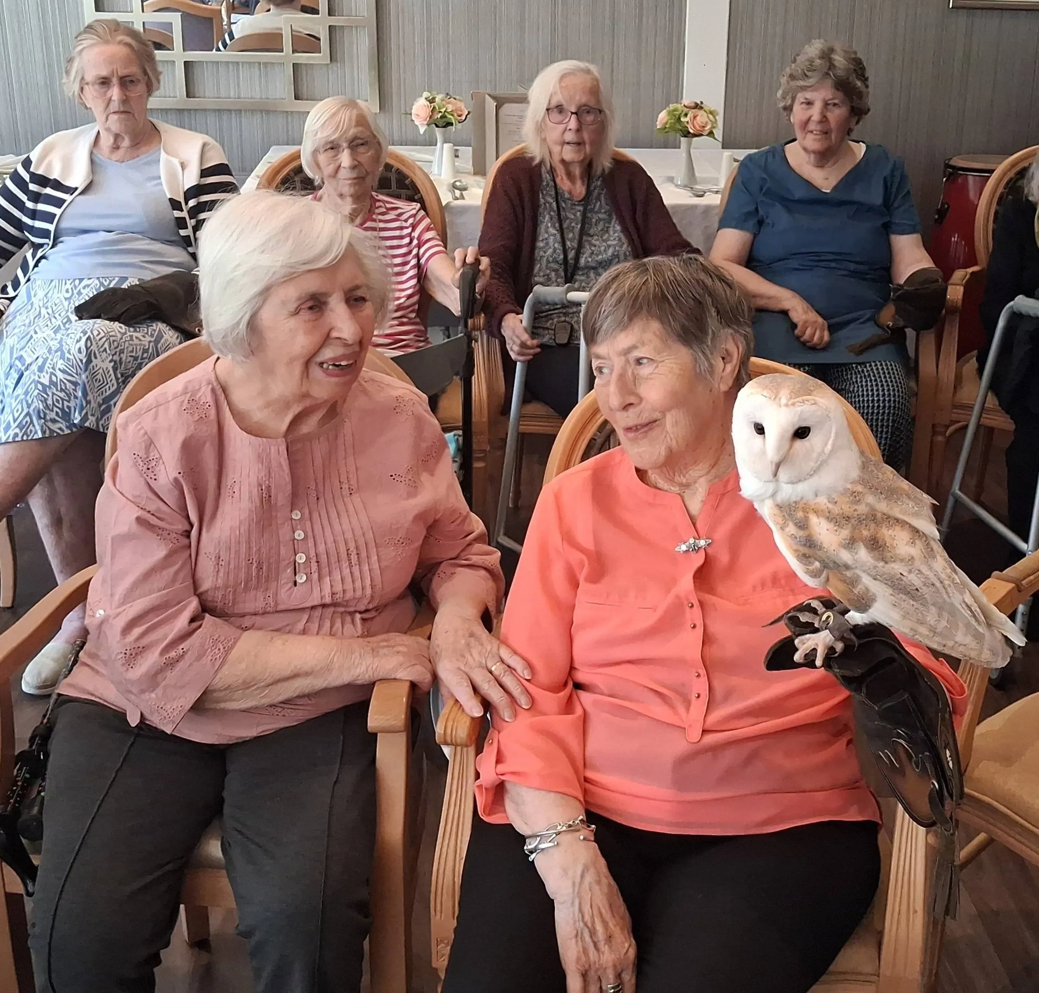 Birds of prey visit 