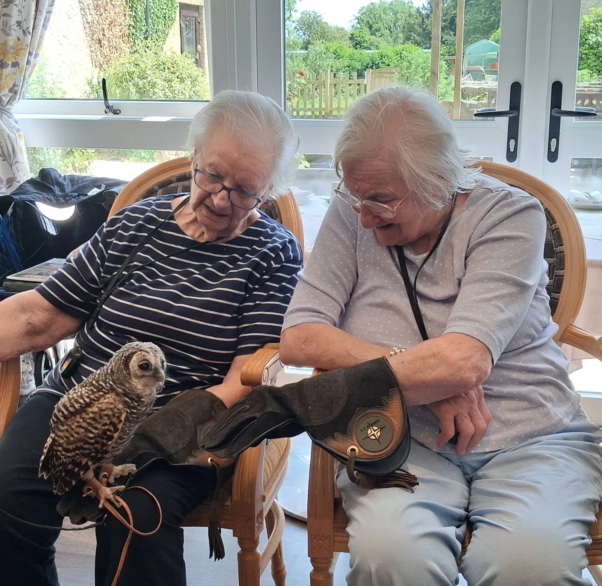 Birds of prey visit 