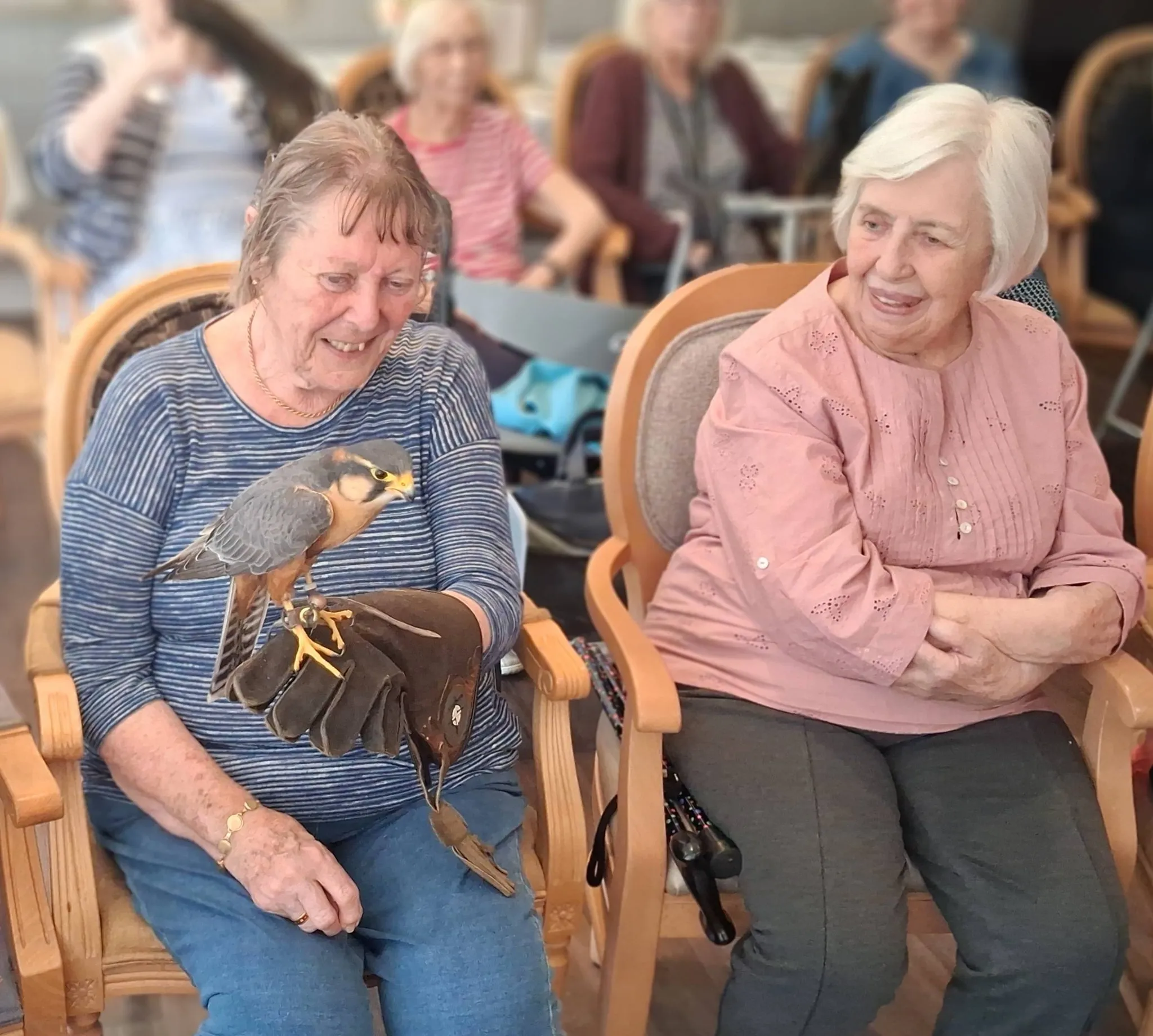 Birds of prey visit 