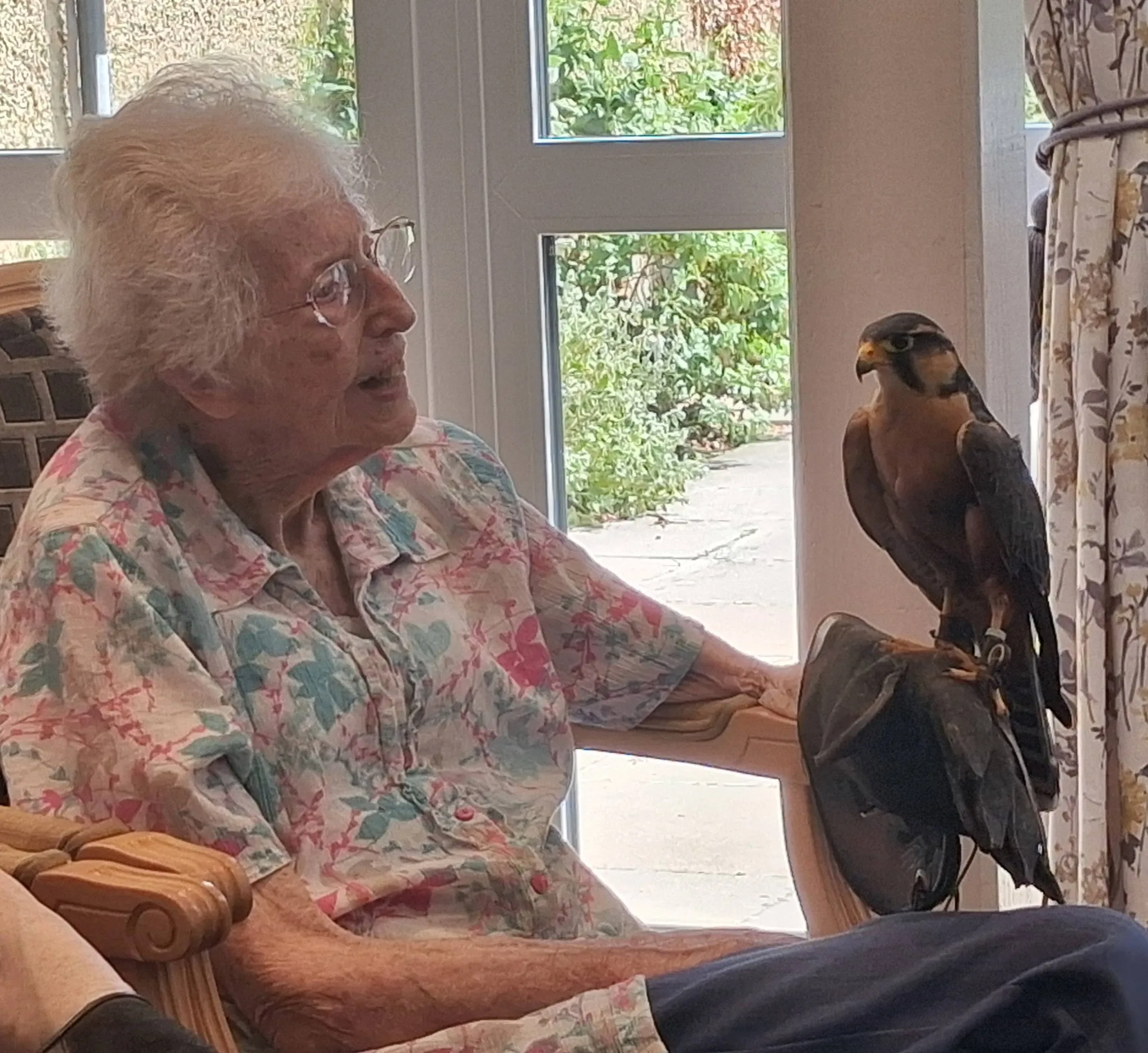 Birds of prey visit 