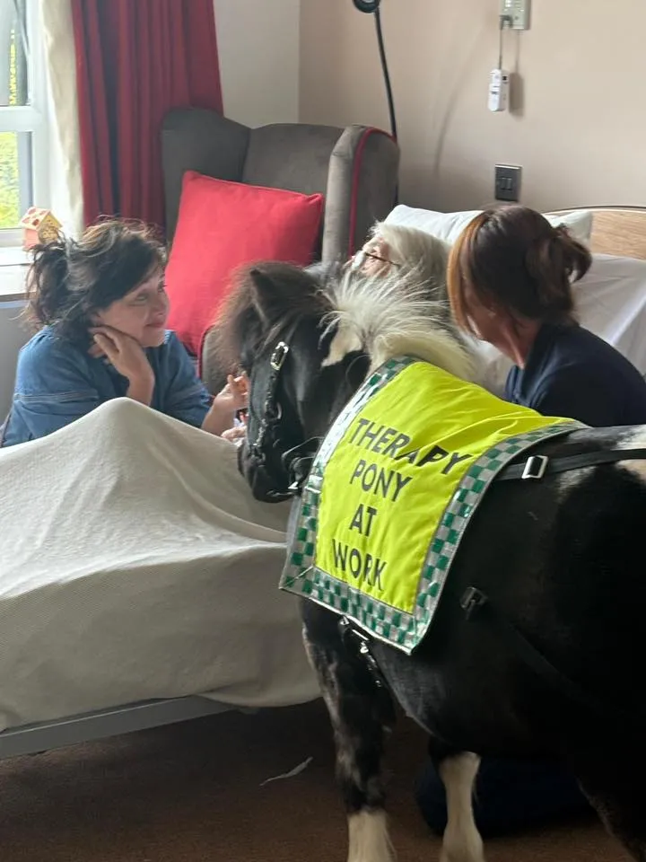 Pony visit