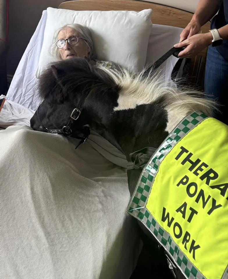 Pony visit