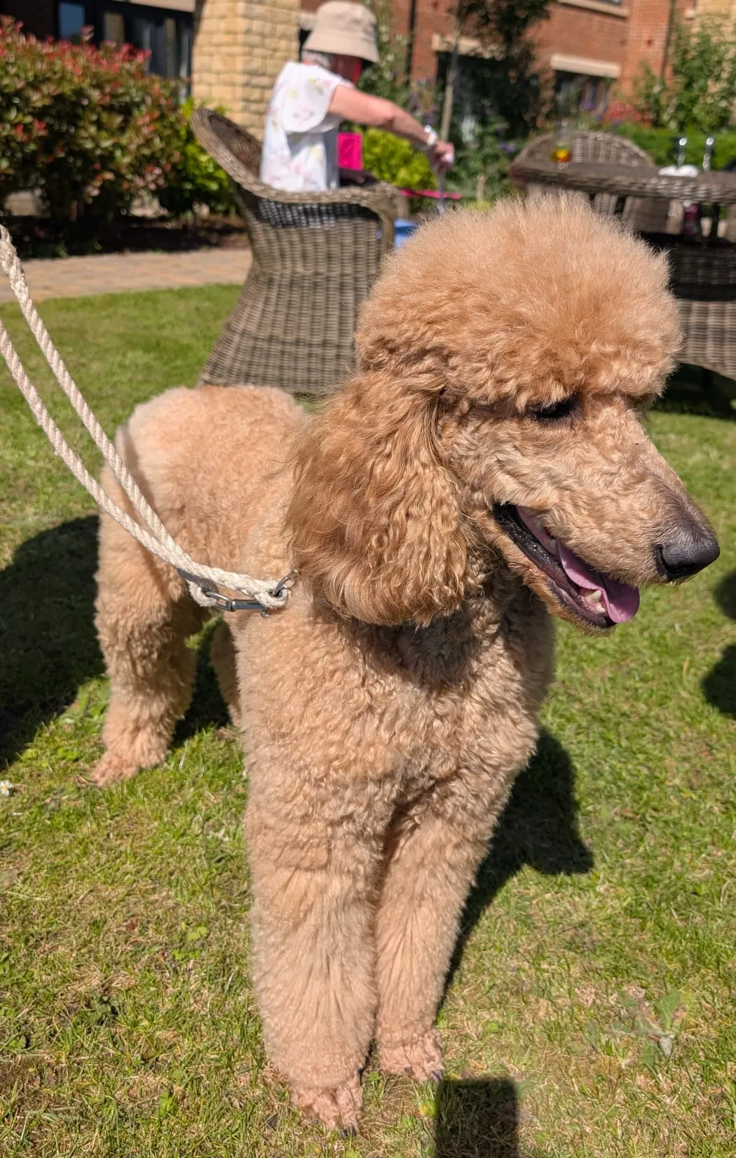 Dog Show