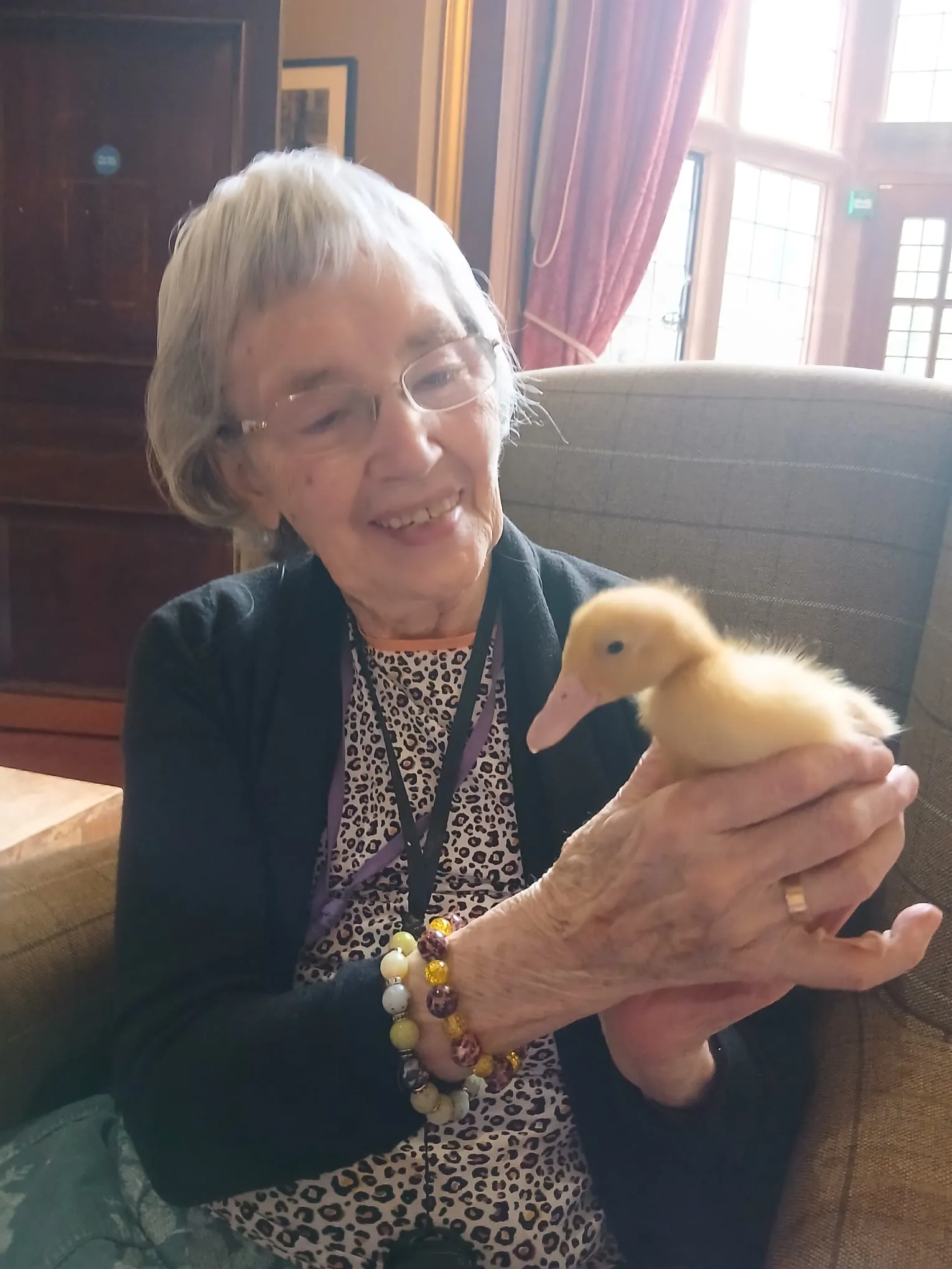 The journey of our four ducklings 