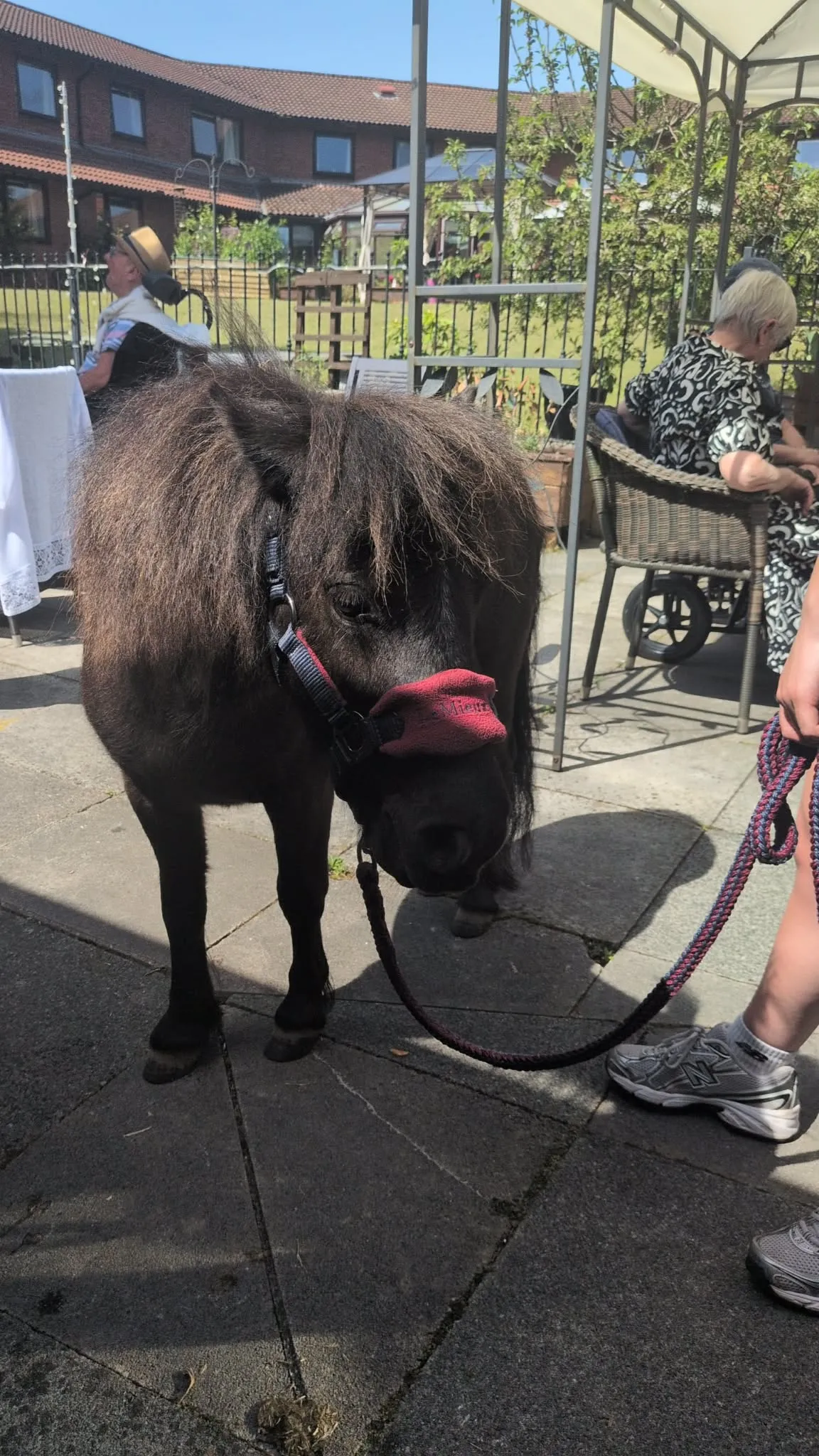 Shetland pony visit 