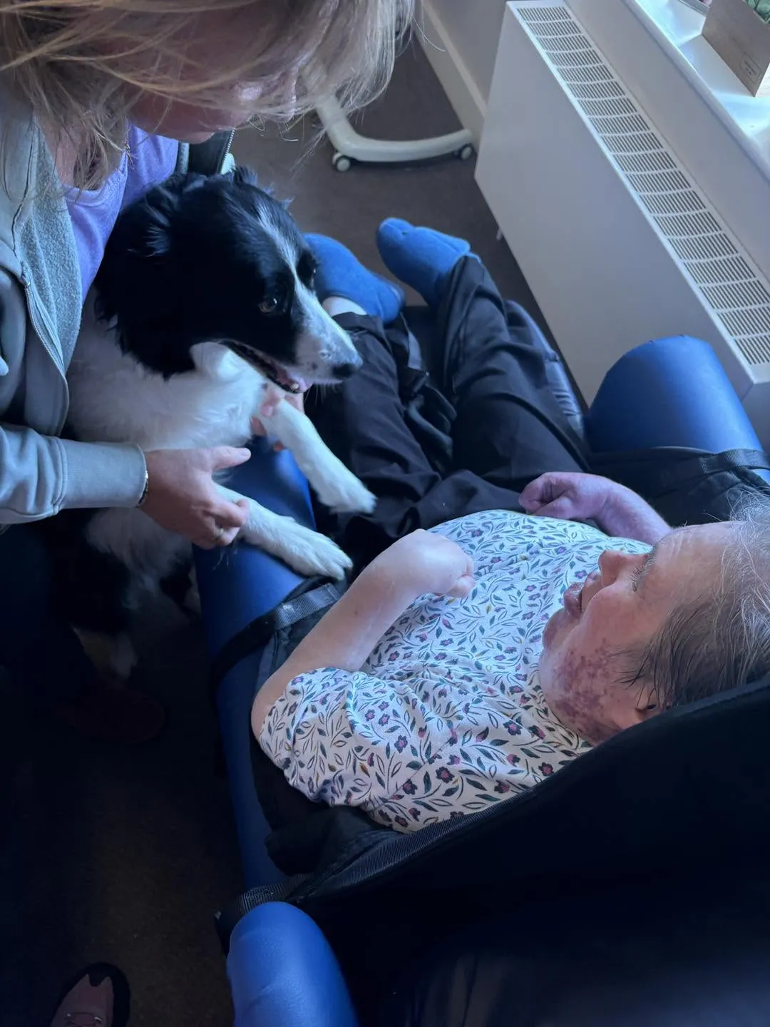 Pat dog star
