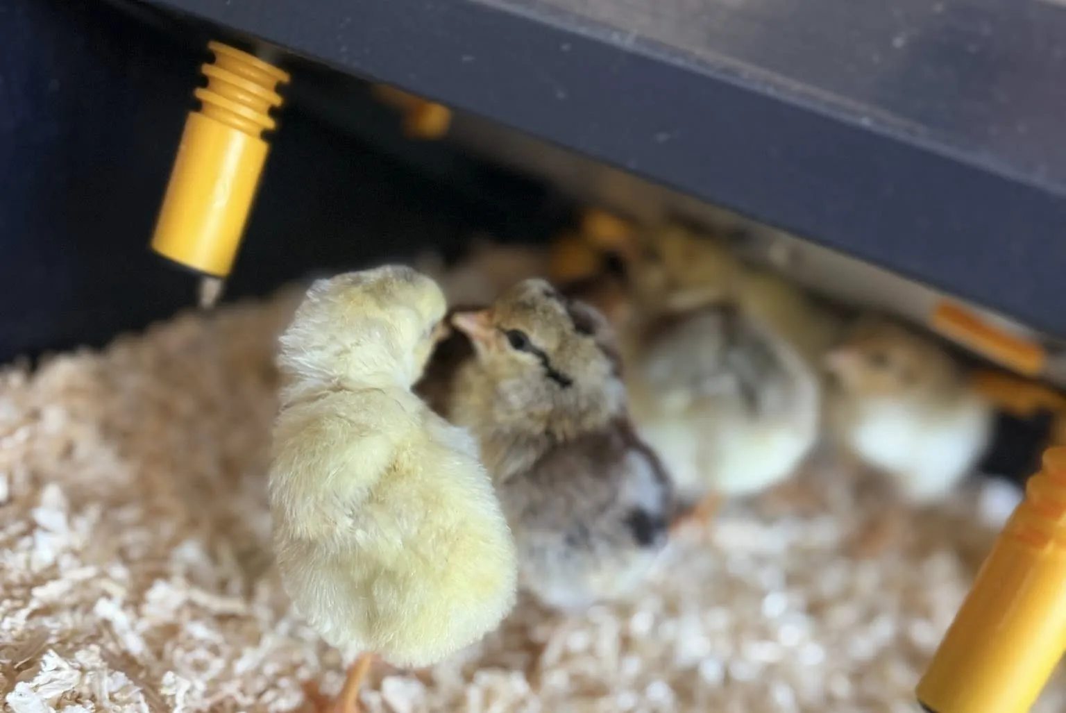 Welcoming the chicks 