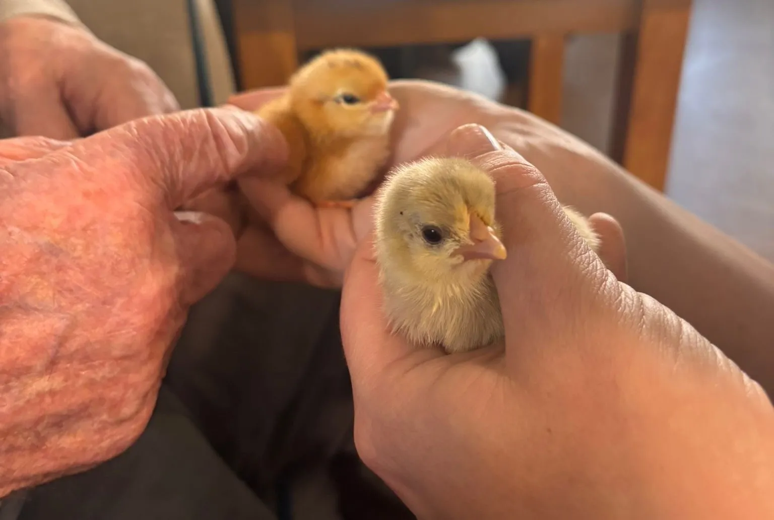 Welcoming the chicks 
