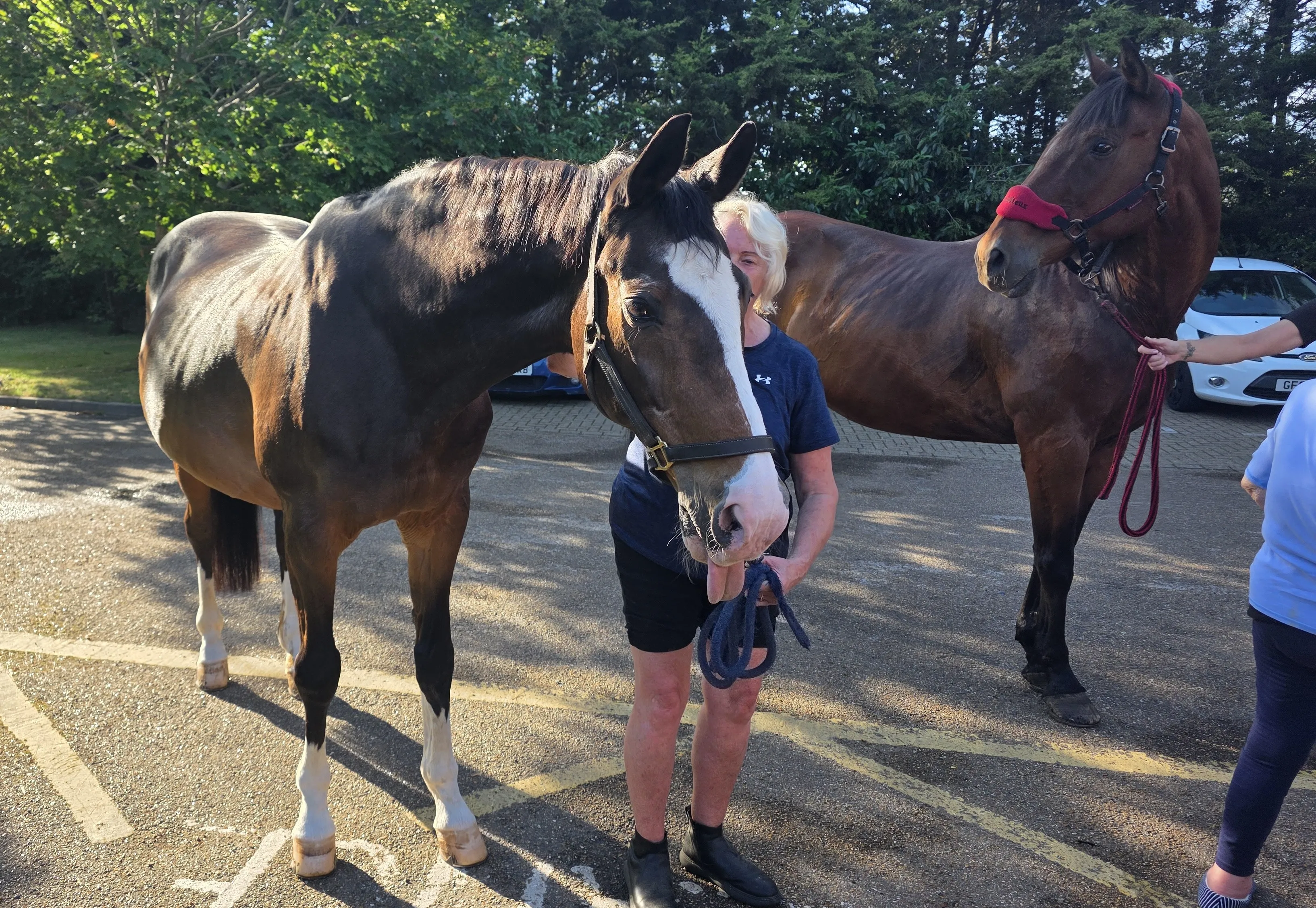 Horse visit