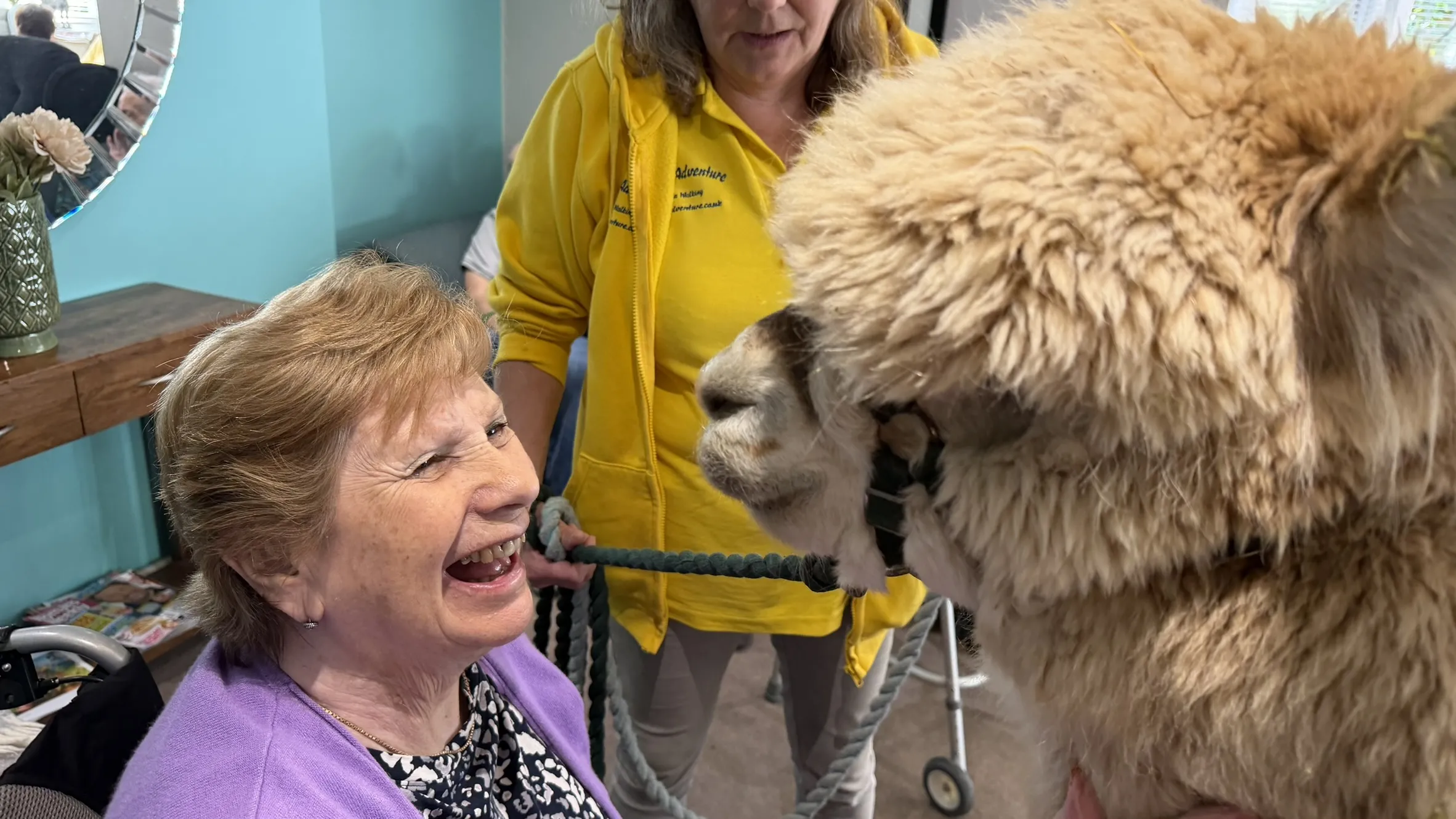 Alpaca's visit Ashcombe 