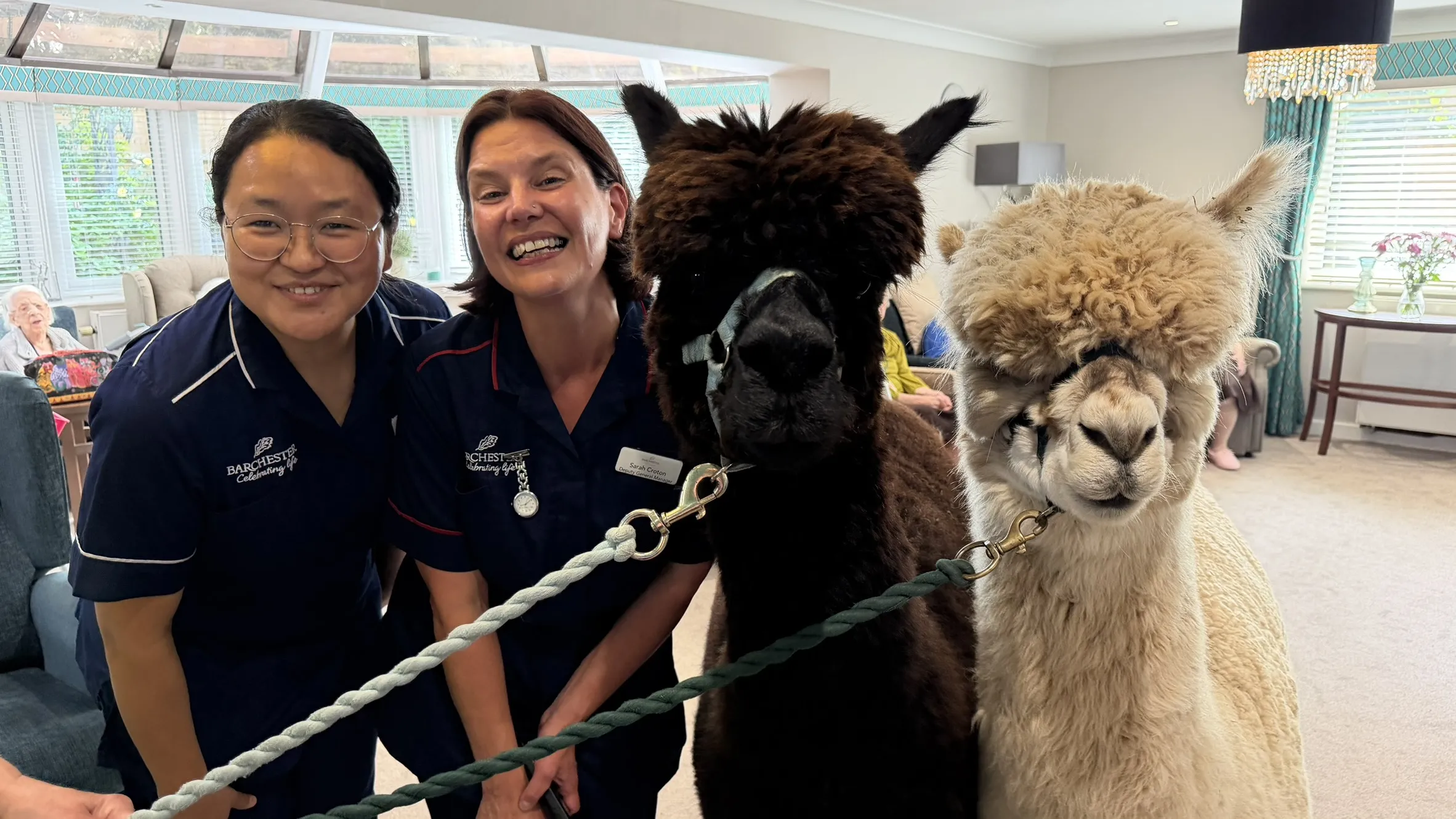 Alpaca's visit Ashcombe 