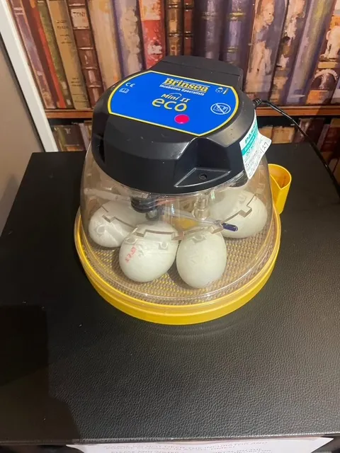 Hatching ducklings