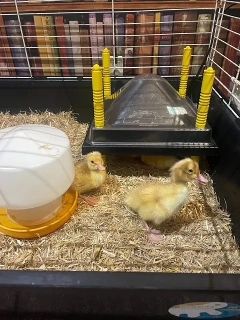 Hatching ducklings