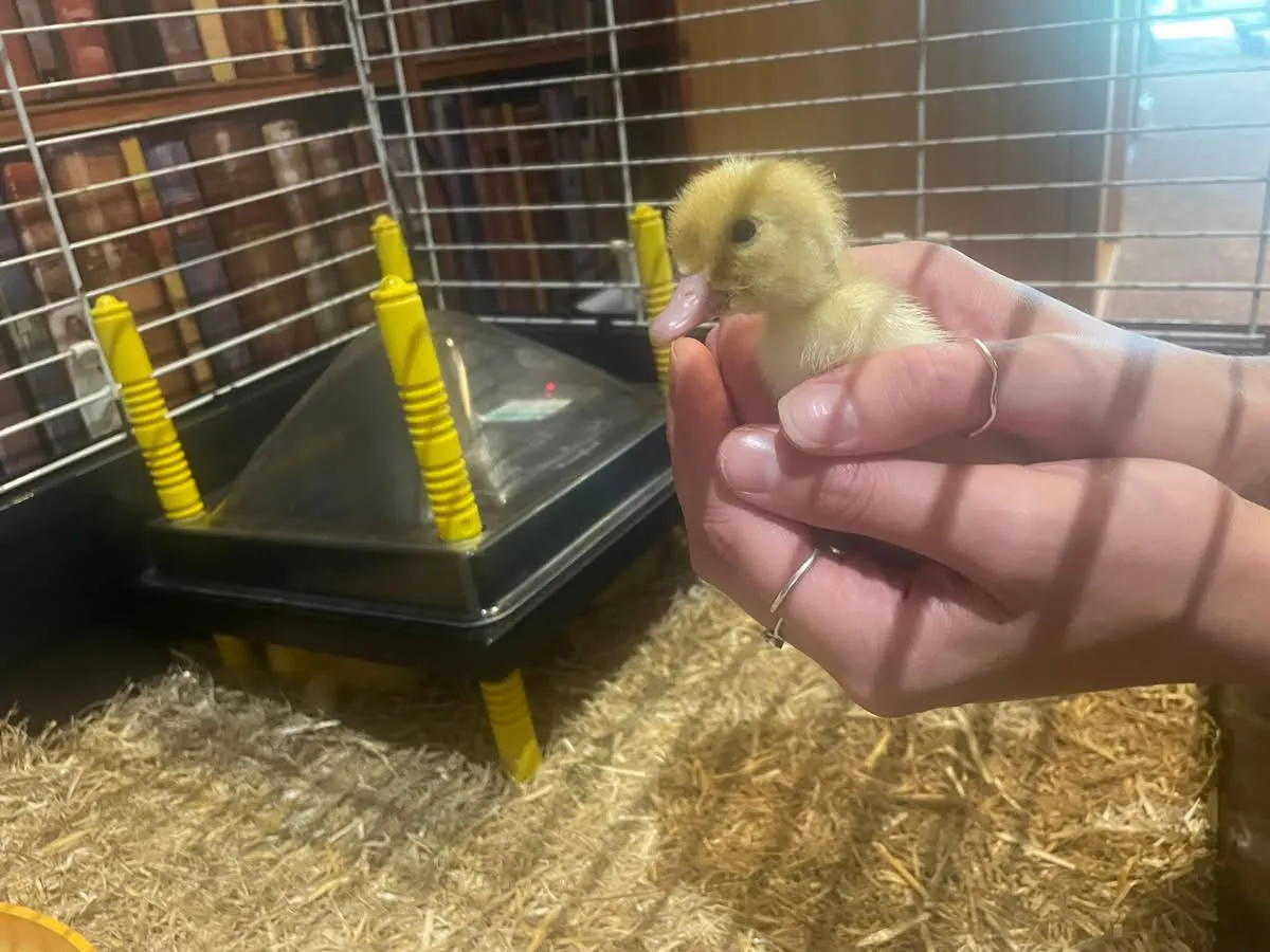 Hatching ducklings