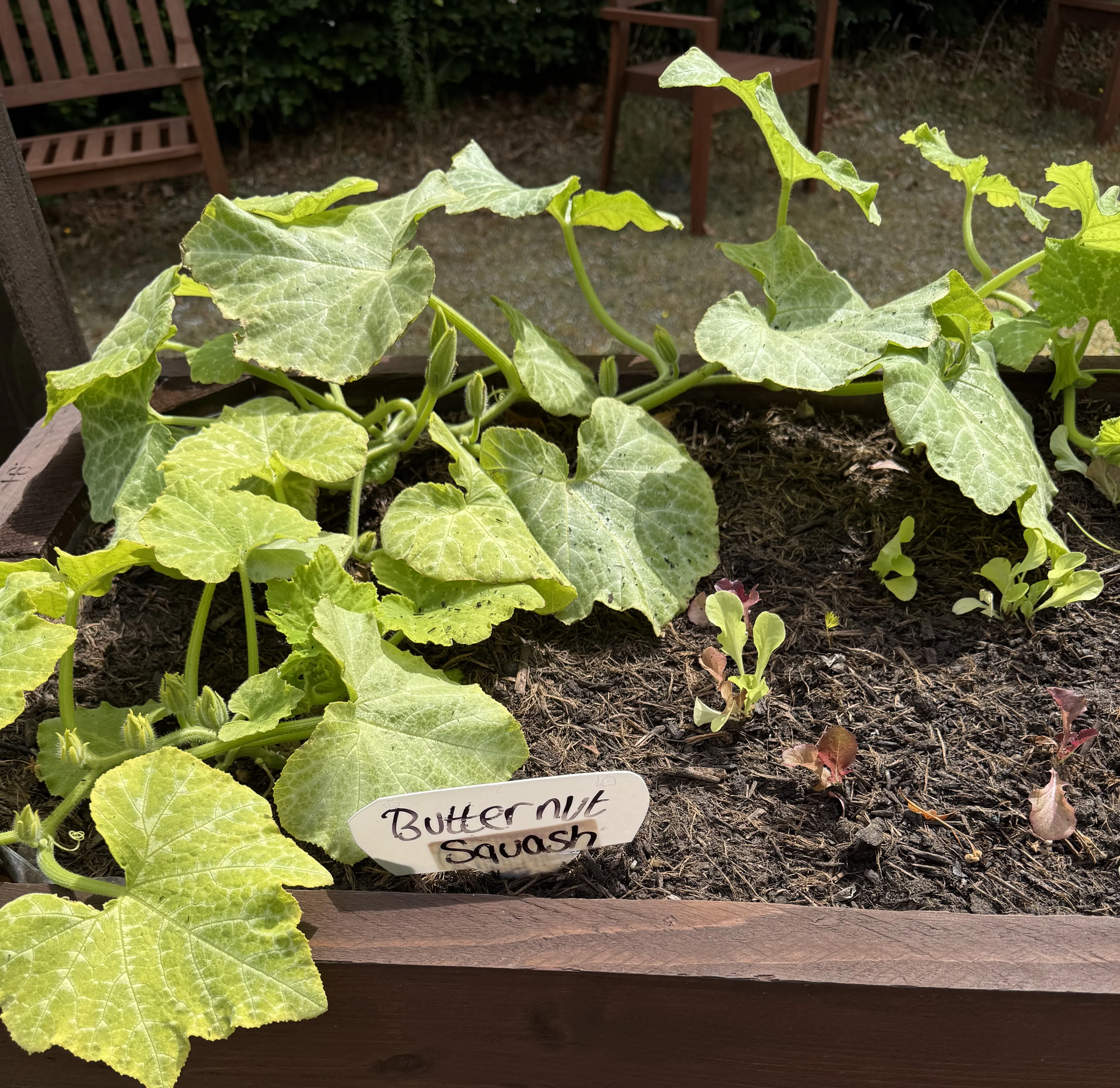 Community garden projects 