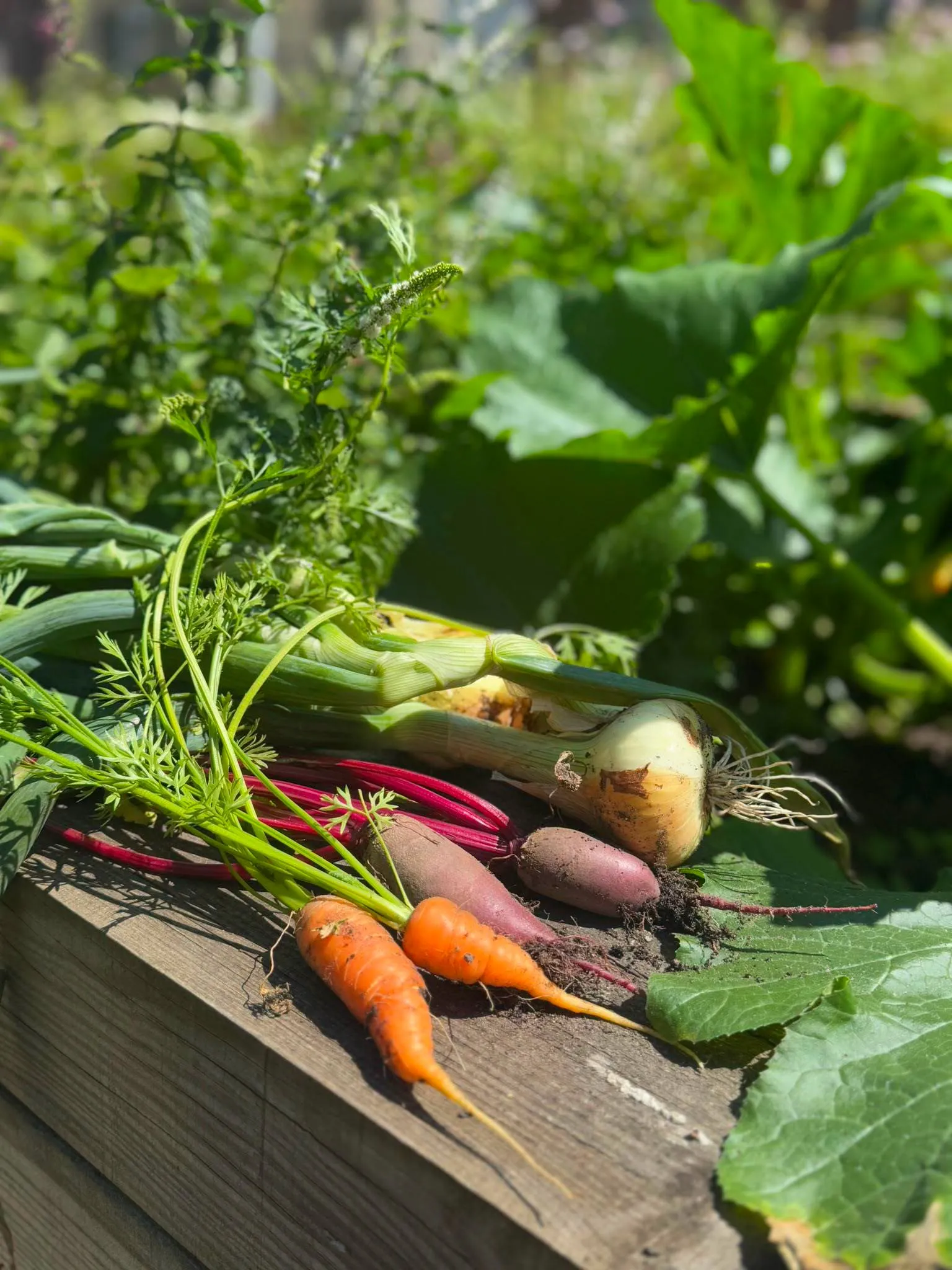 Gardening Club-Nothing Beats Home Grown