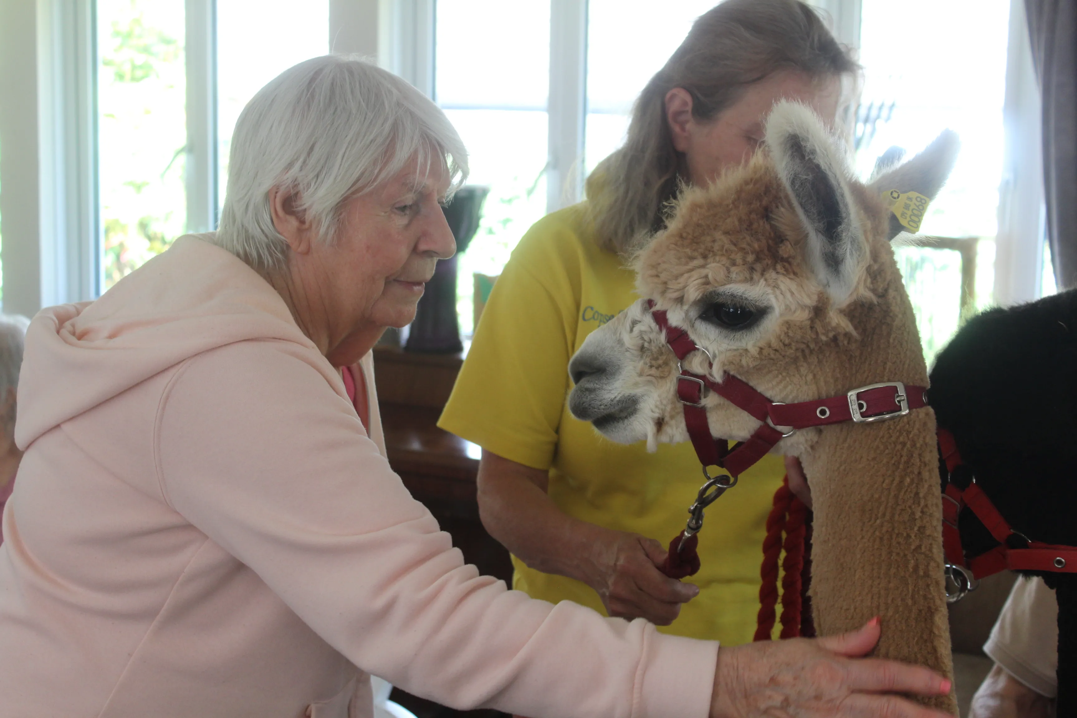 Alpaca Adventures! 