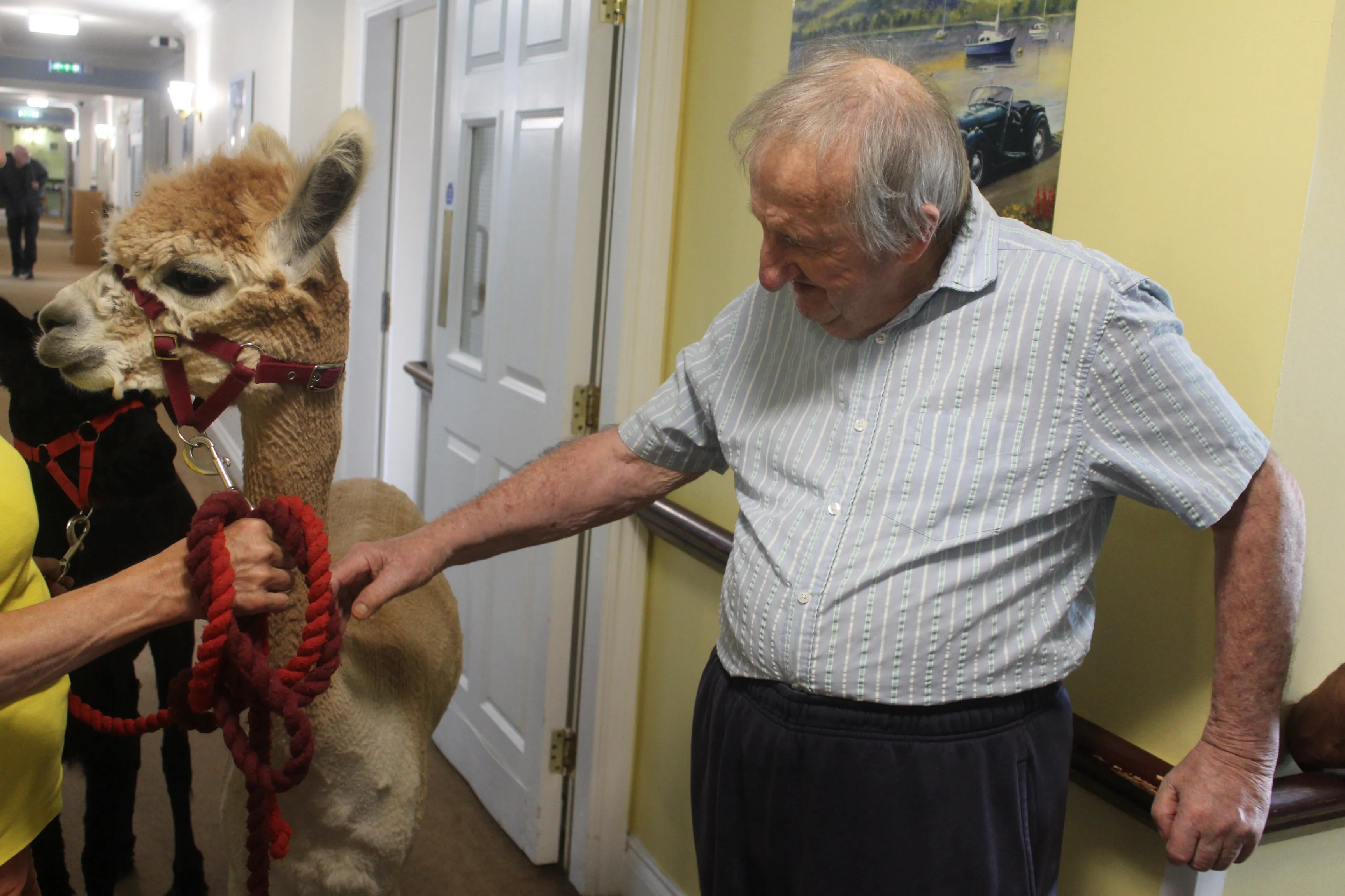 Alpaca Adventures! 