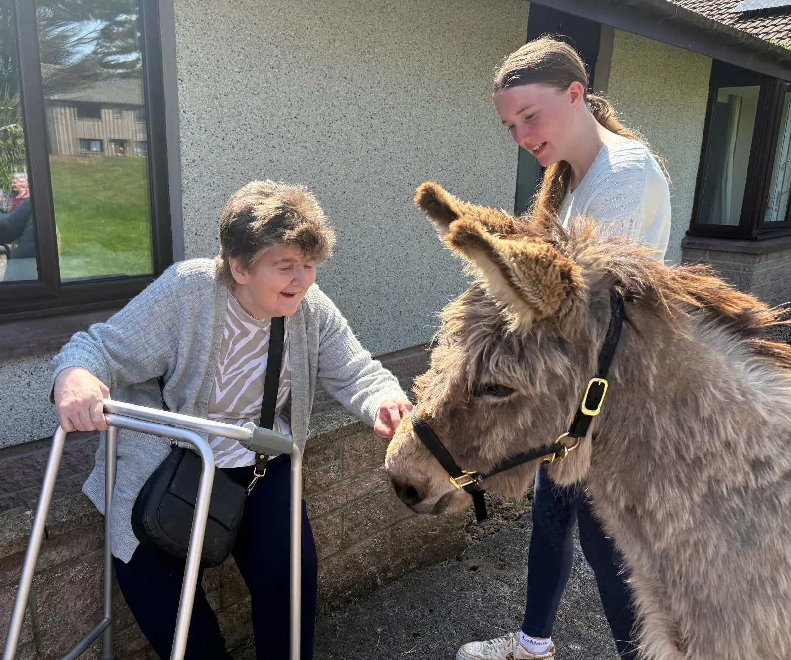 Donkey Visit 