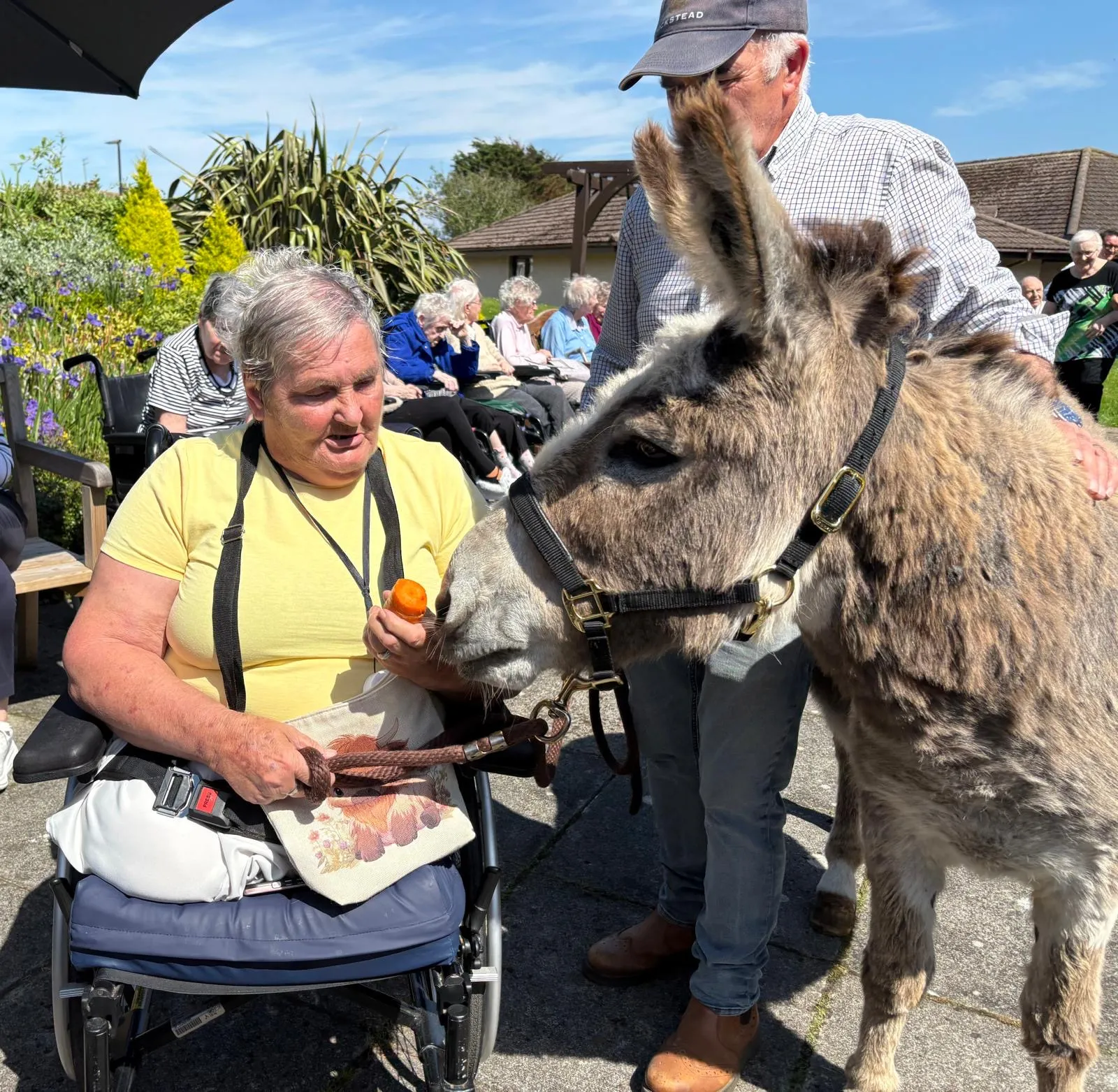 Donkey Visit 
