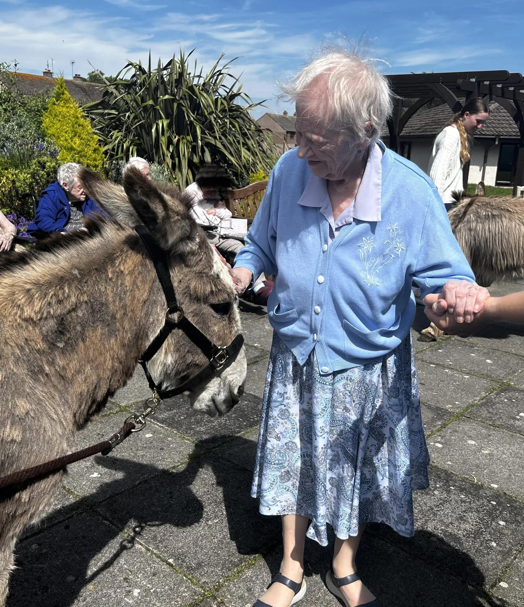 Donkey Visit 