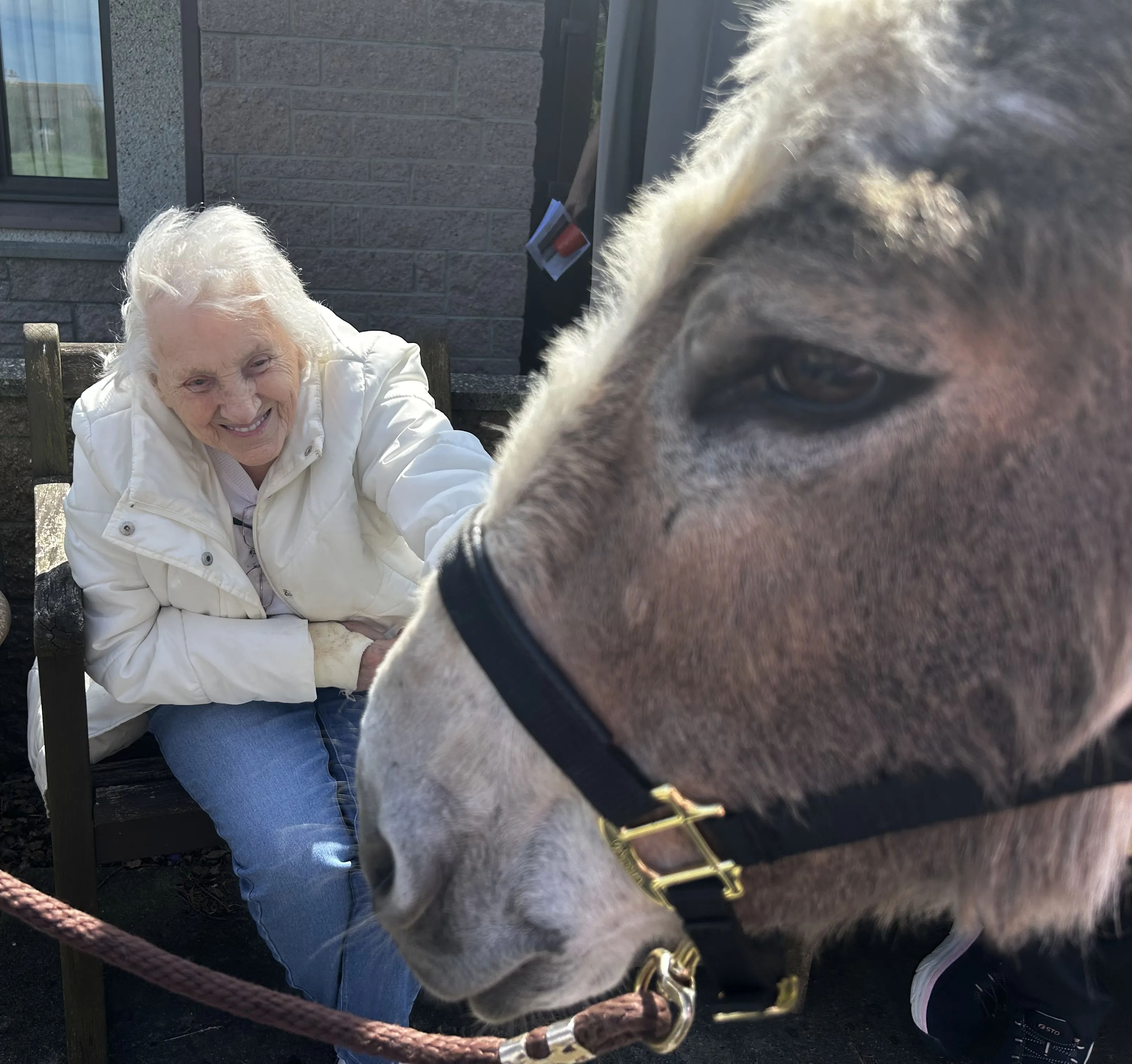 Donkey Visit 