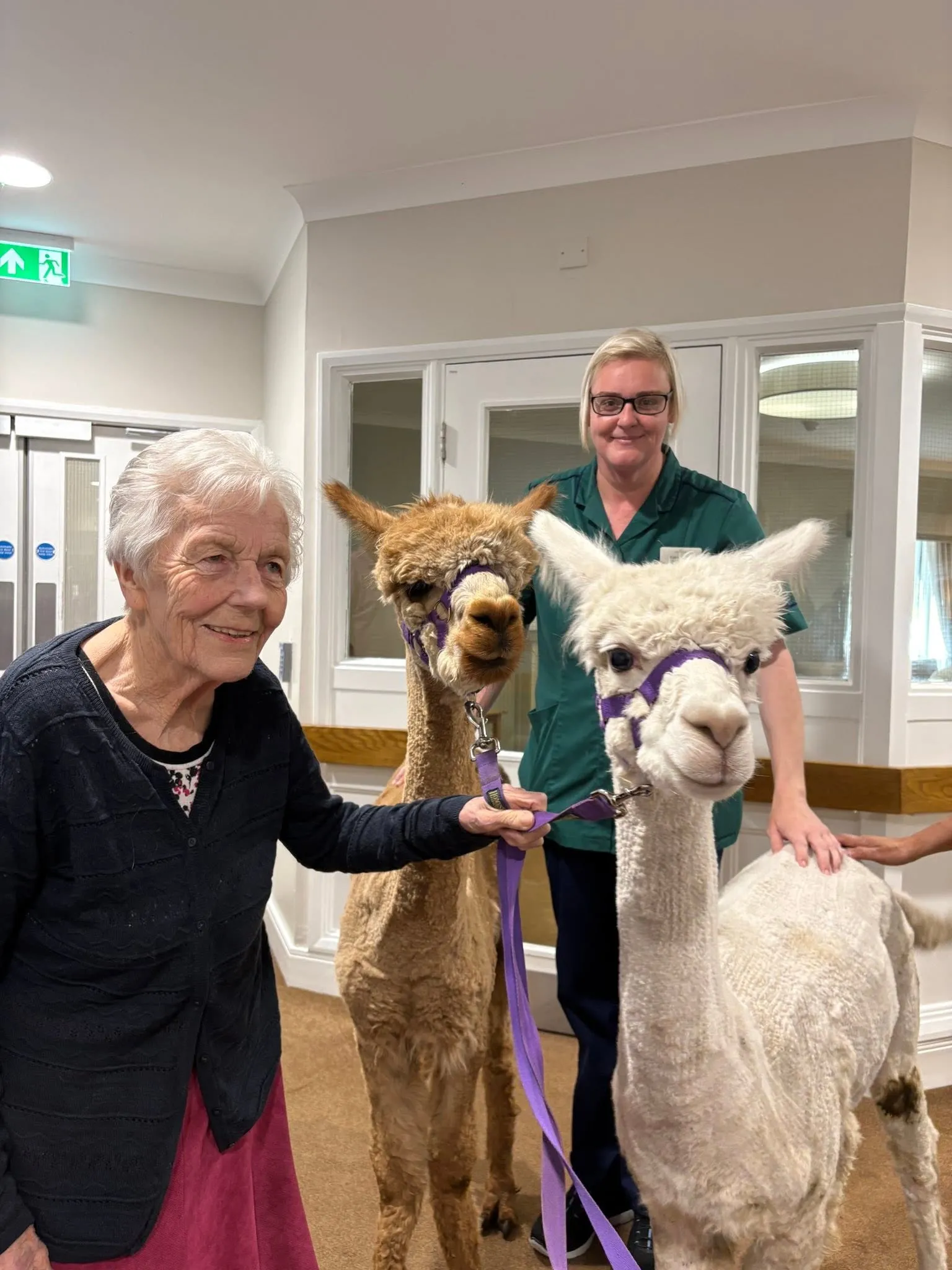 Alpaca visit