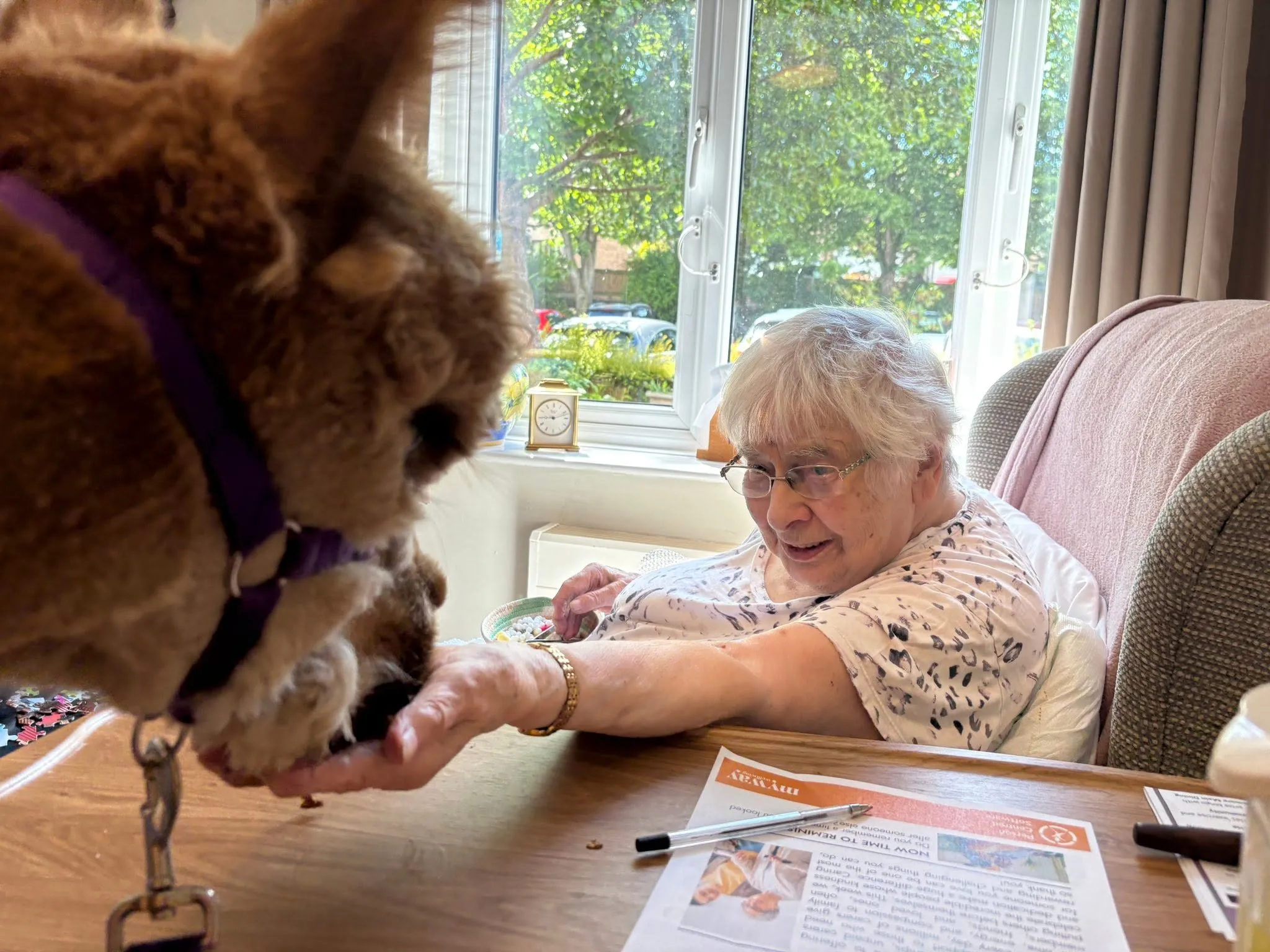 Alpaca visit