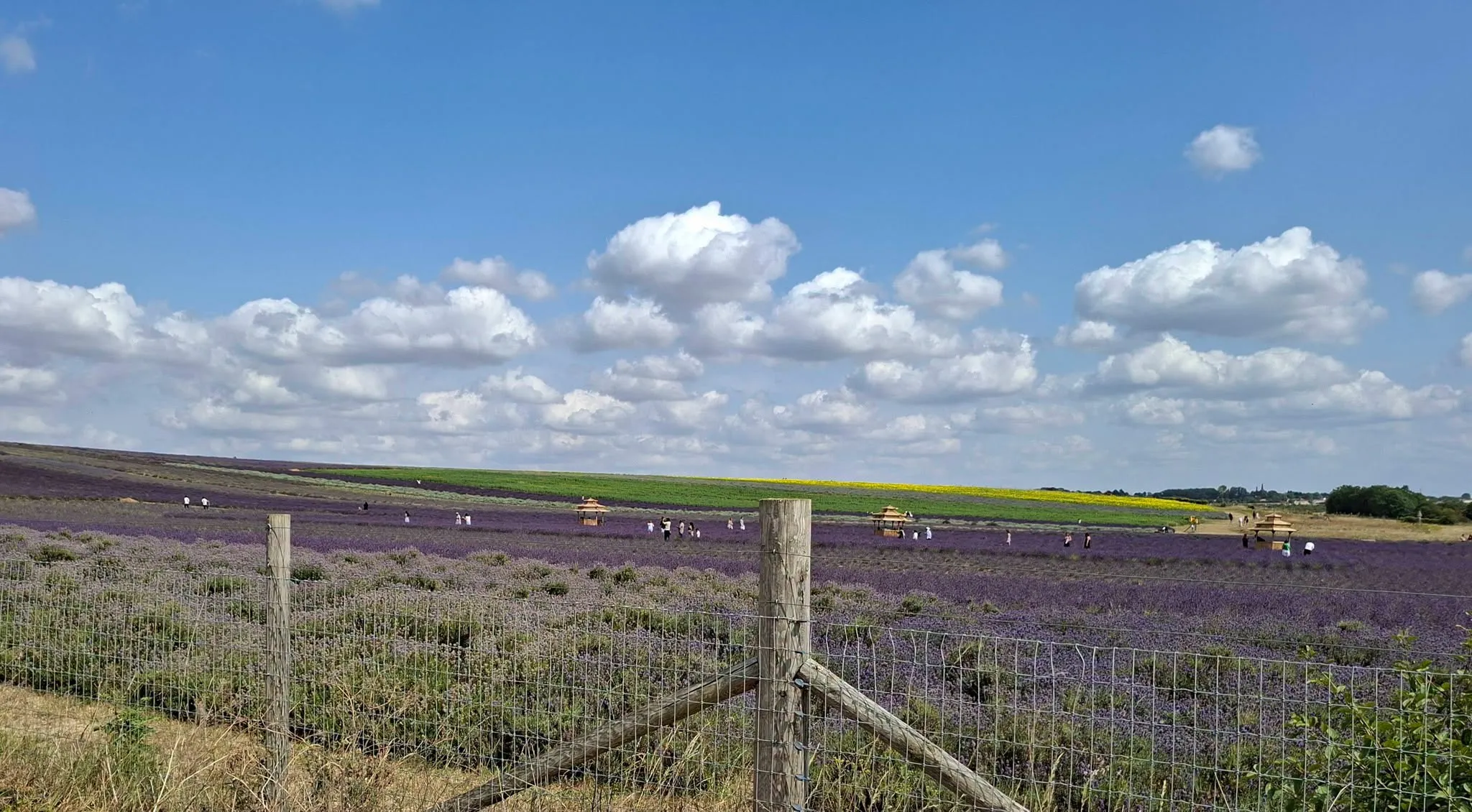 Trip to Hitchin Lavender Fields