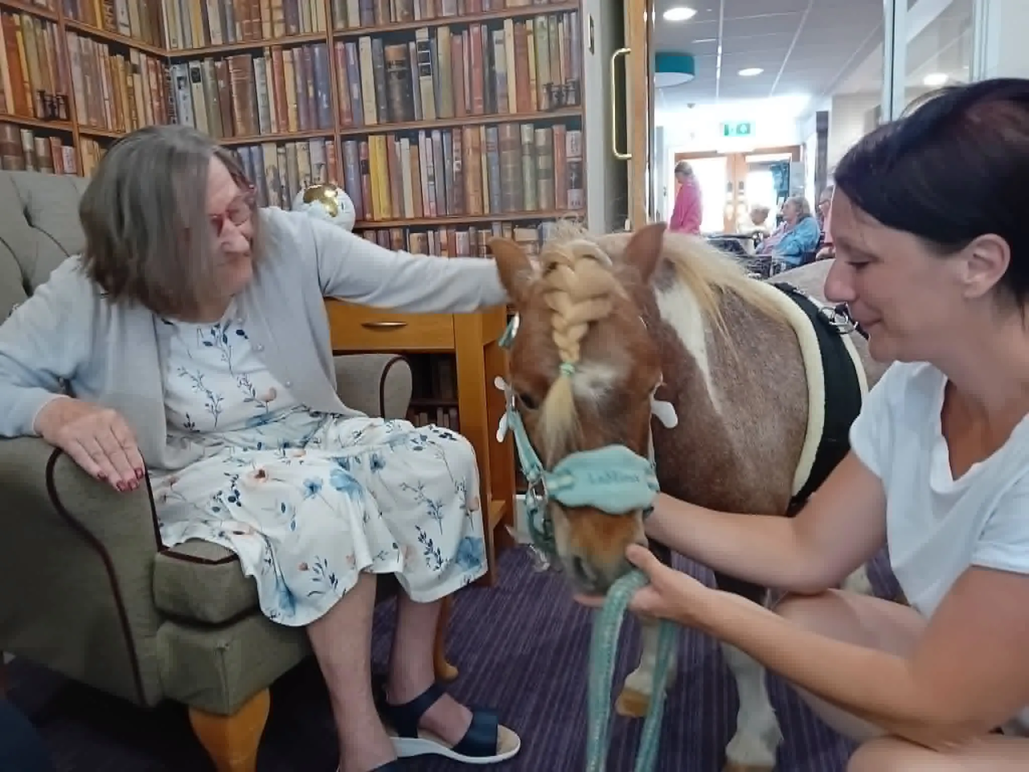 Miniature Ponies