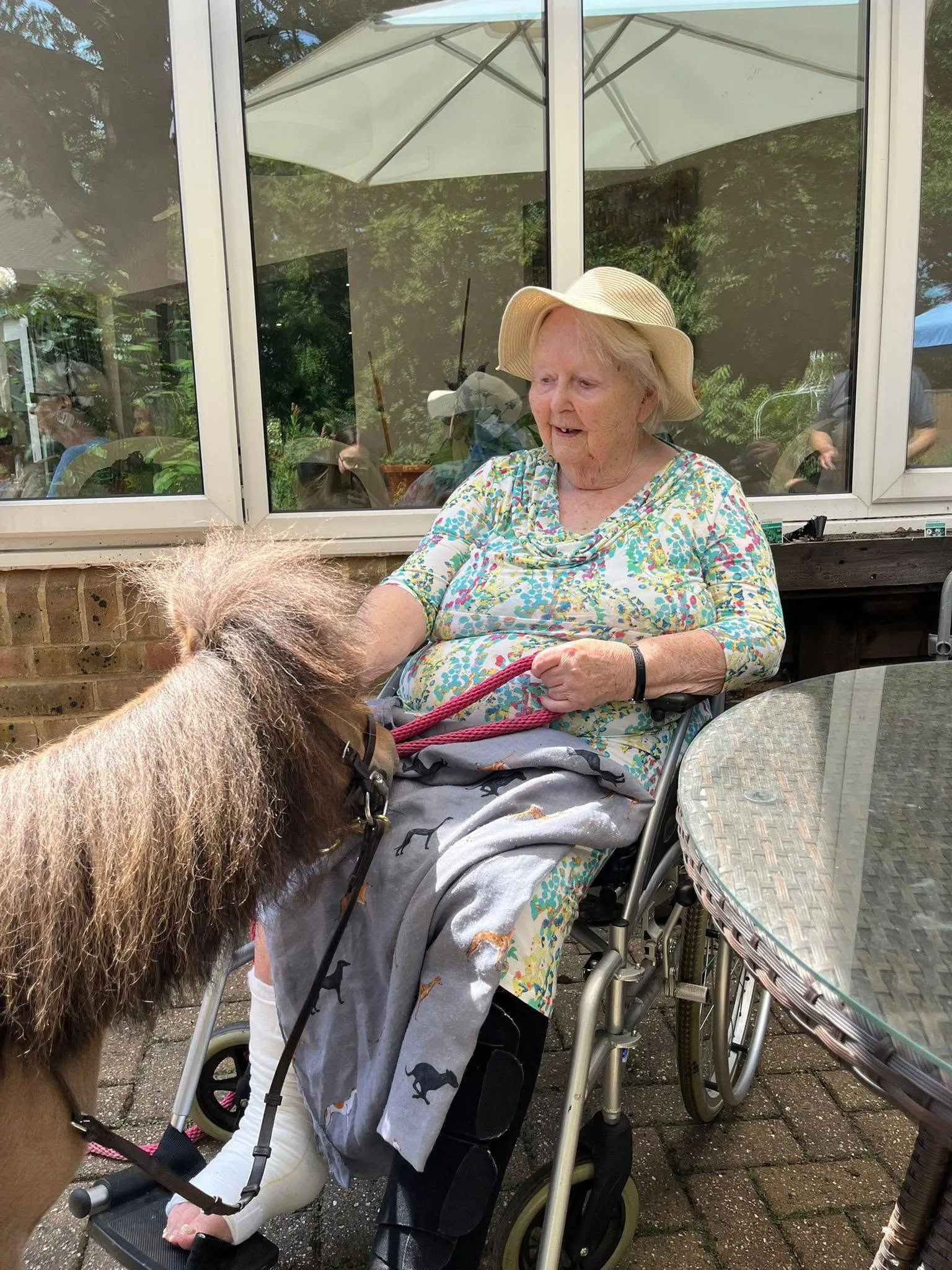 Nutty & Teddy, the Shetland Ponies