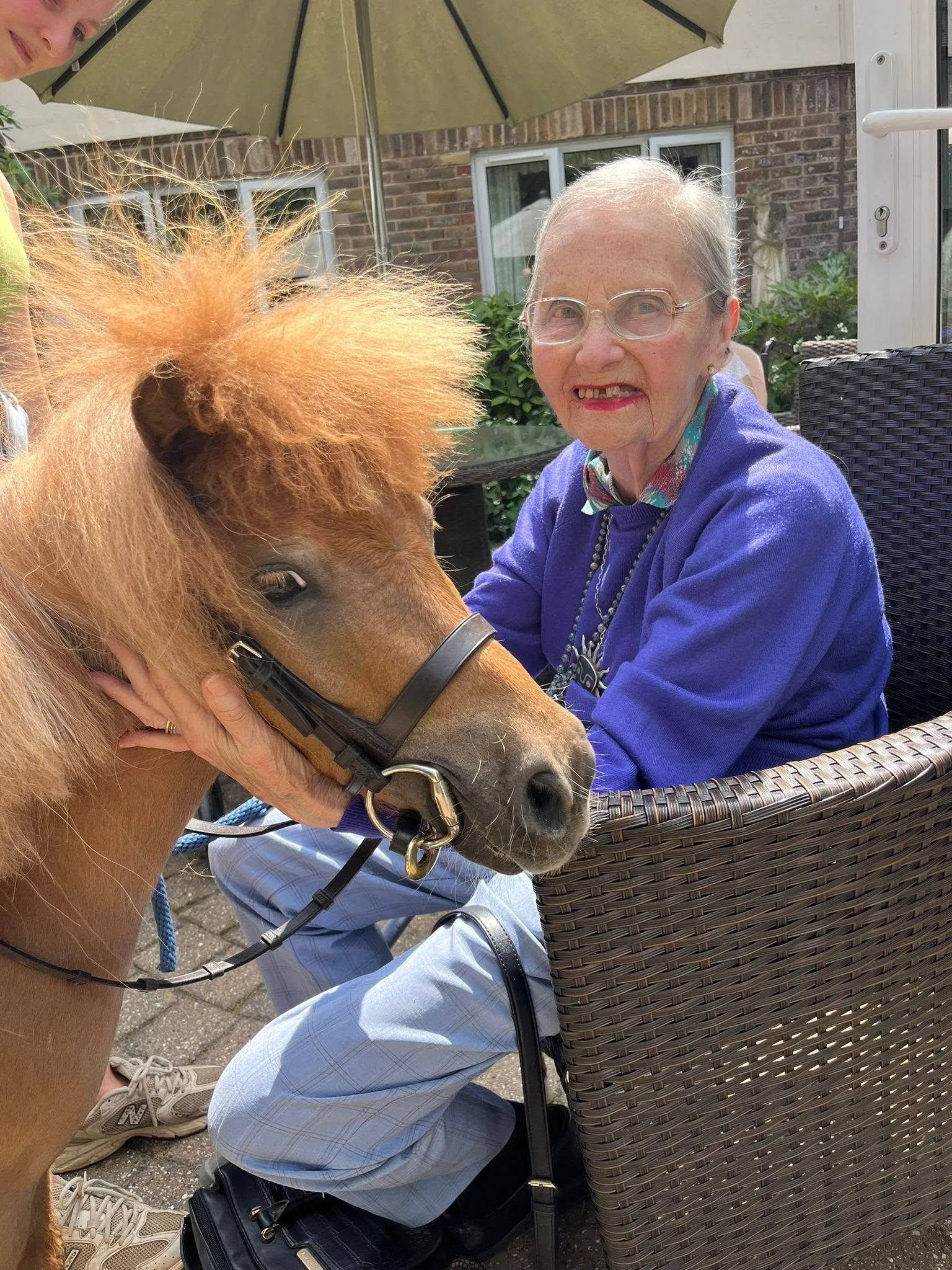 Nutty & Teddy, the Shetland Ponies