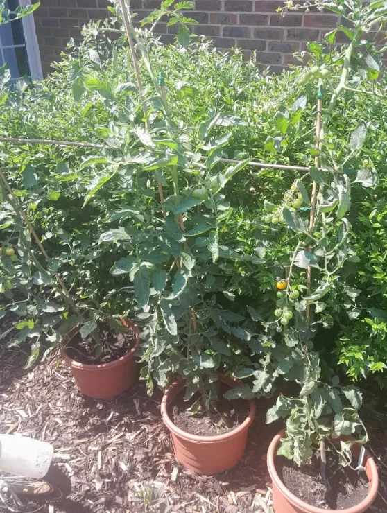 Gardening Joys in the Courtyard!